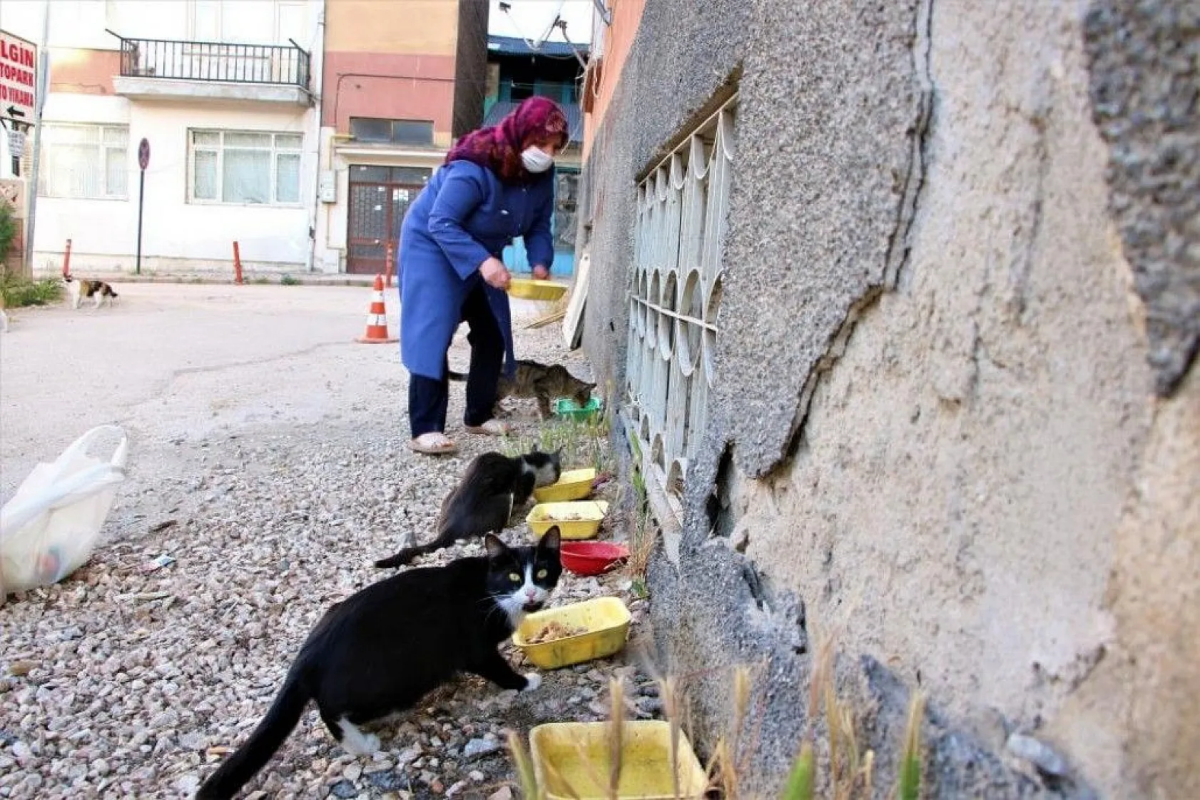 Fatma teyze, 35 kediye anne şefkatiyle bakıyor