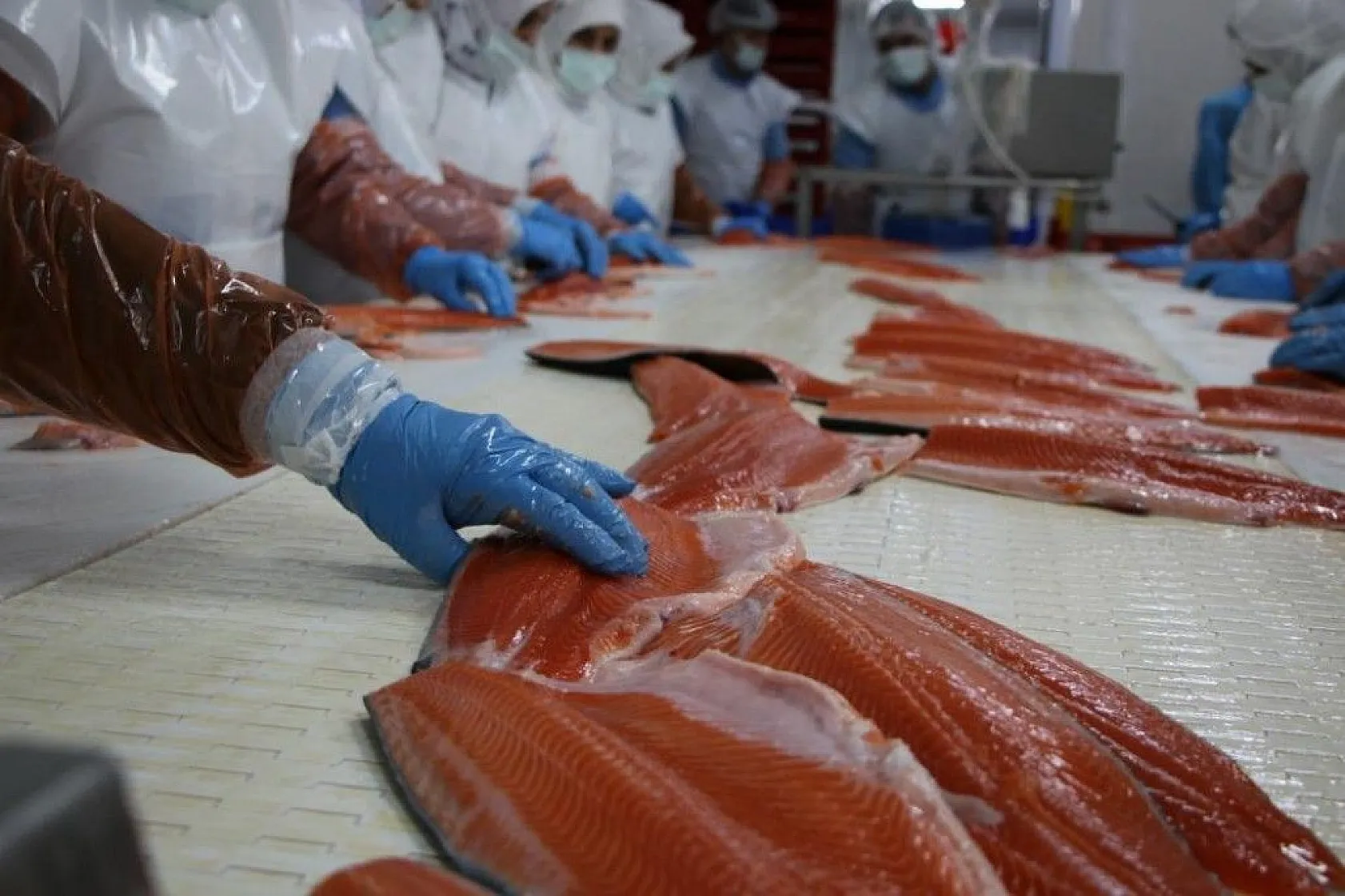 Elazığ'dan dünyaya Türk Somonu