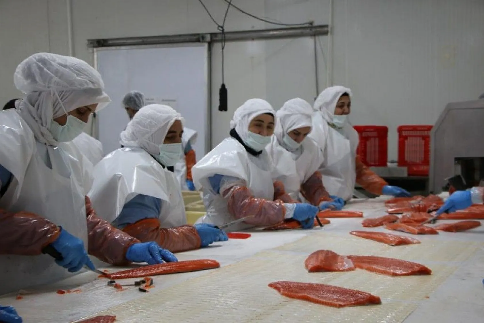 Elazığ'dan dünyaya Türk Somonu