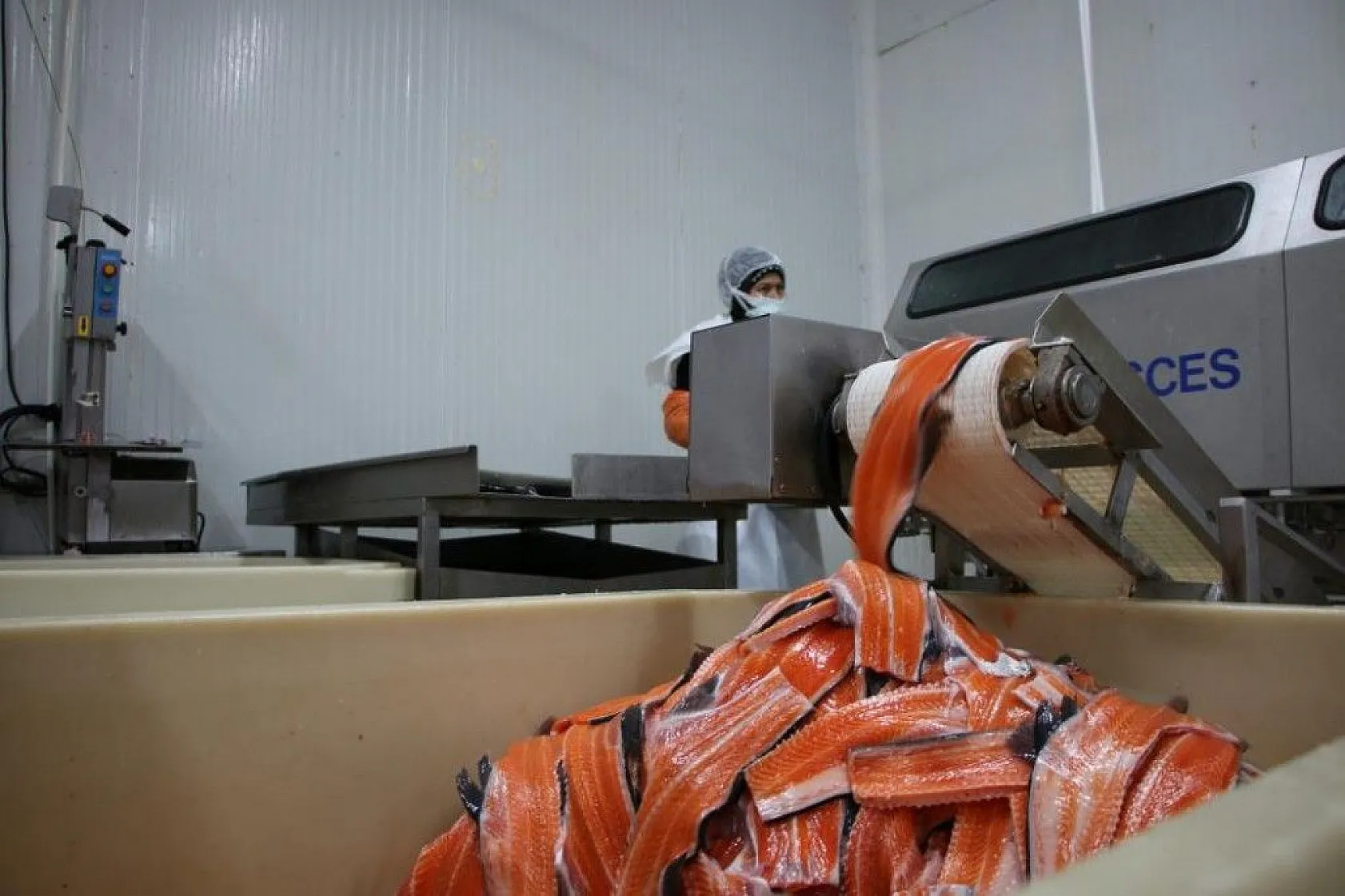 Elazığ'dan dünyaya Türk Somonu