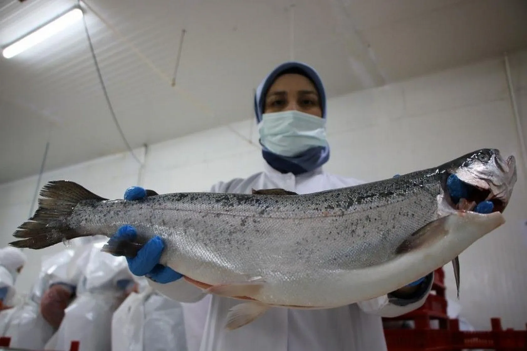 Elazığ'dan dünyaya Türk Somonu
