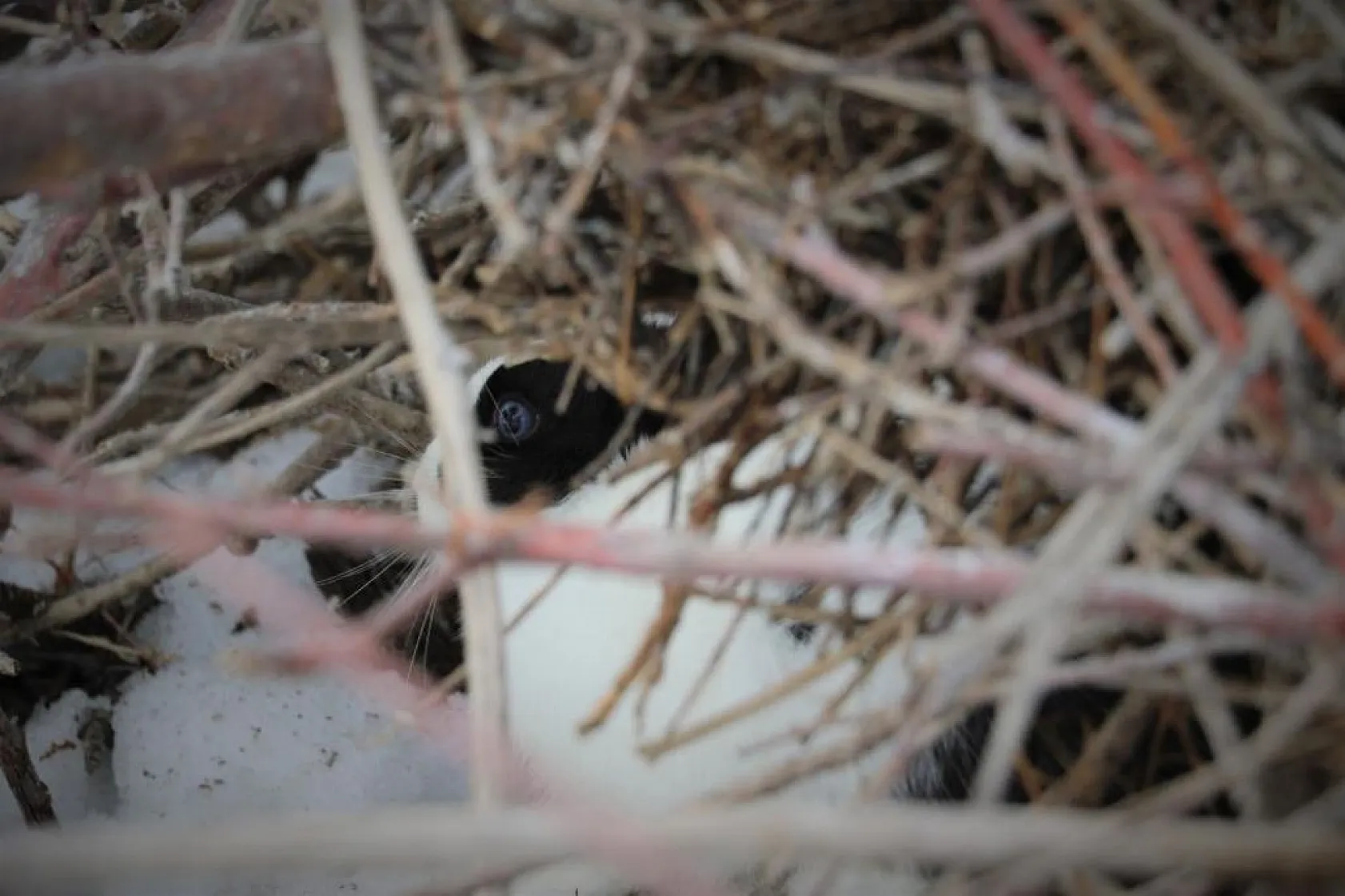 Jandarma, Tavşan Adası'nın uzun kulaklı sakinlerini unutmadı