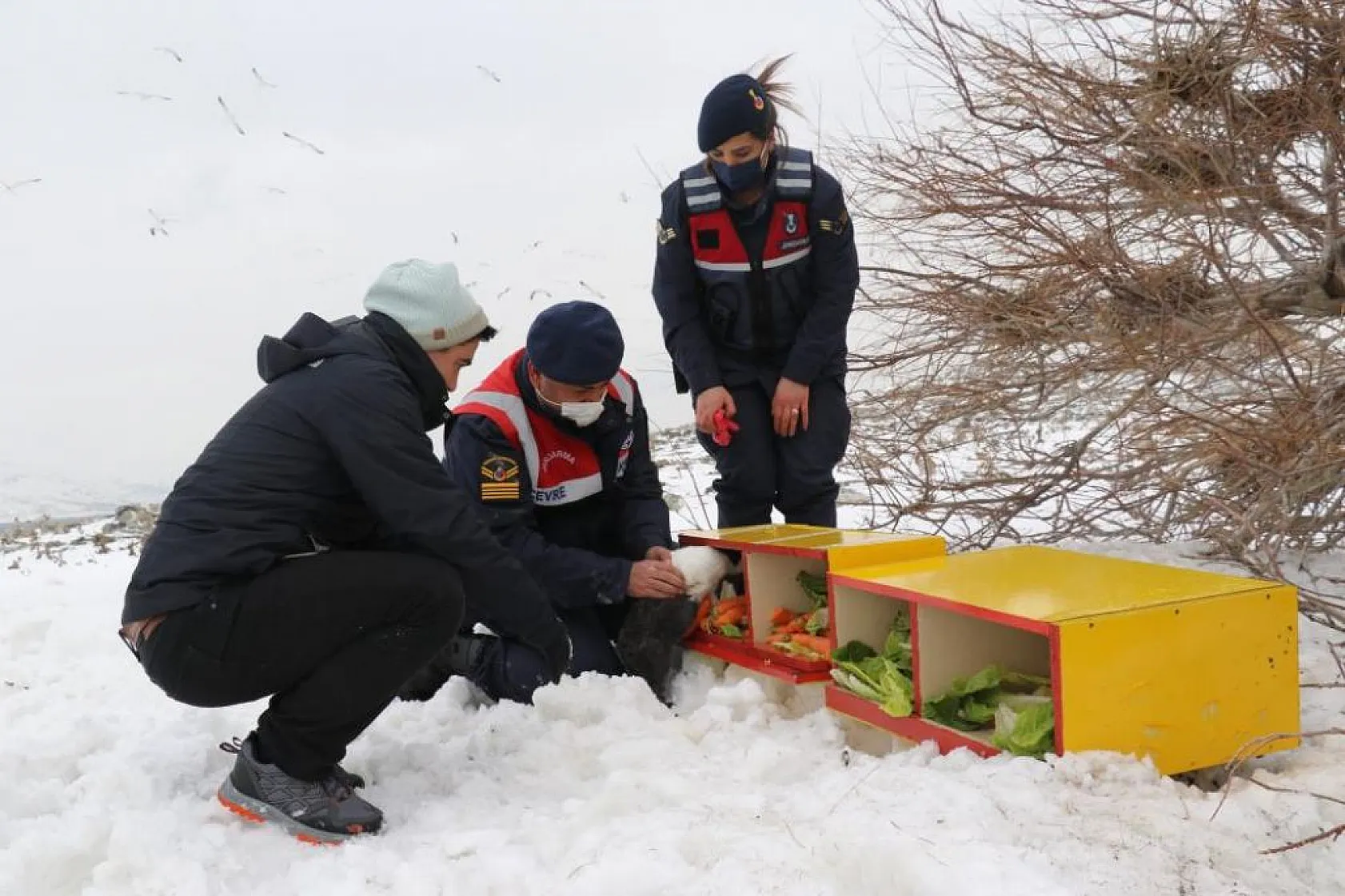 Jandarma, Tavşan Adası'nın uzun kulaklı sakinlerini unutmadı