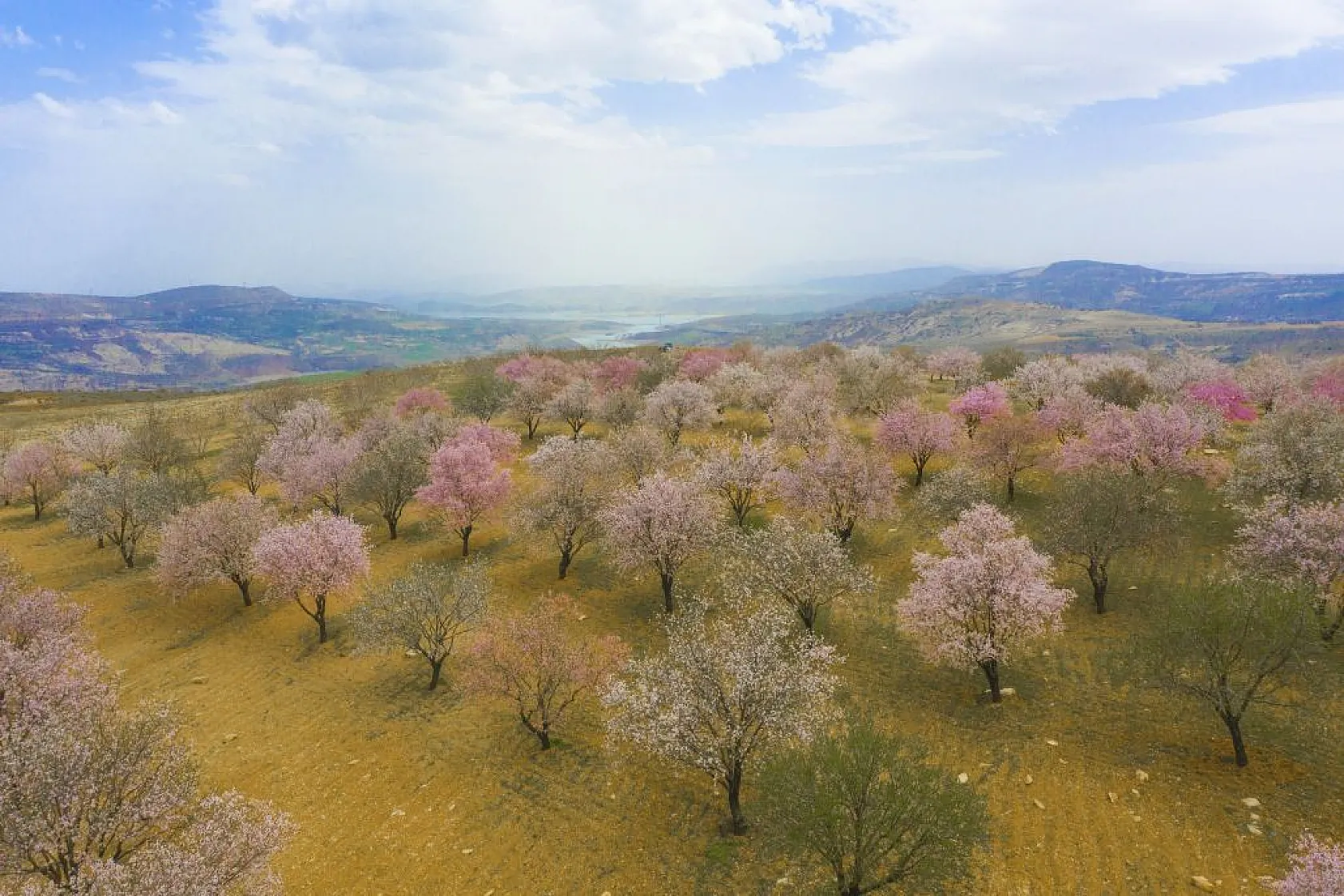 Badem bahçeleri görsel şölen yarattı
