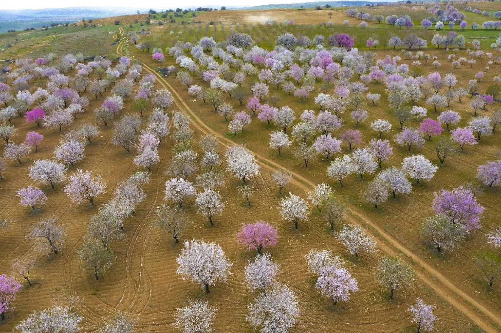Badem bahçeleri görsel şölen yarattı