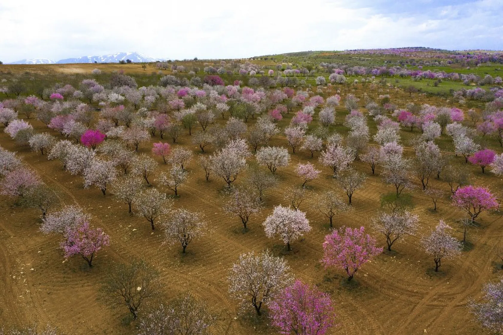 Badem bahçeleri görsel şölen yarattı