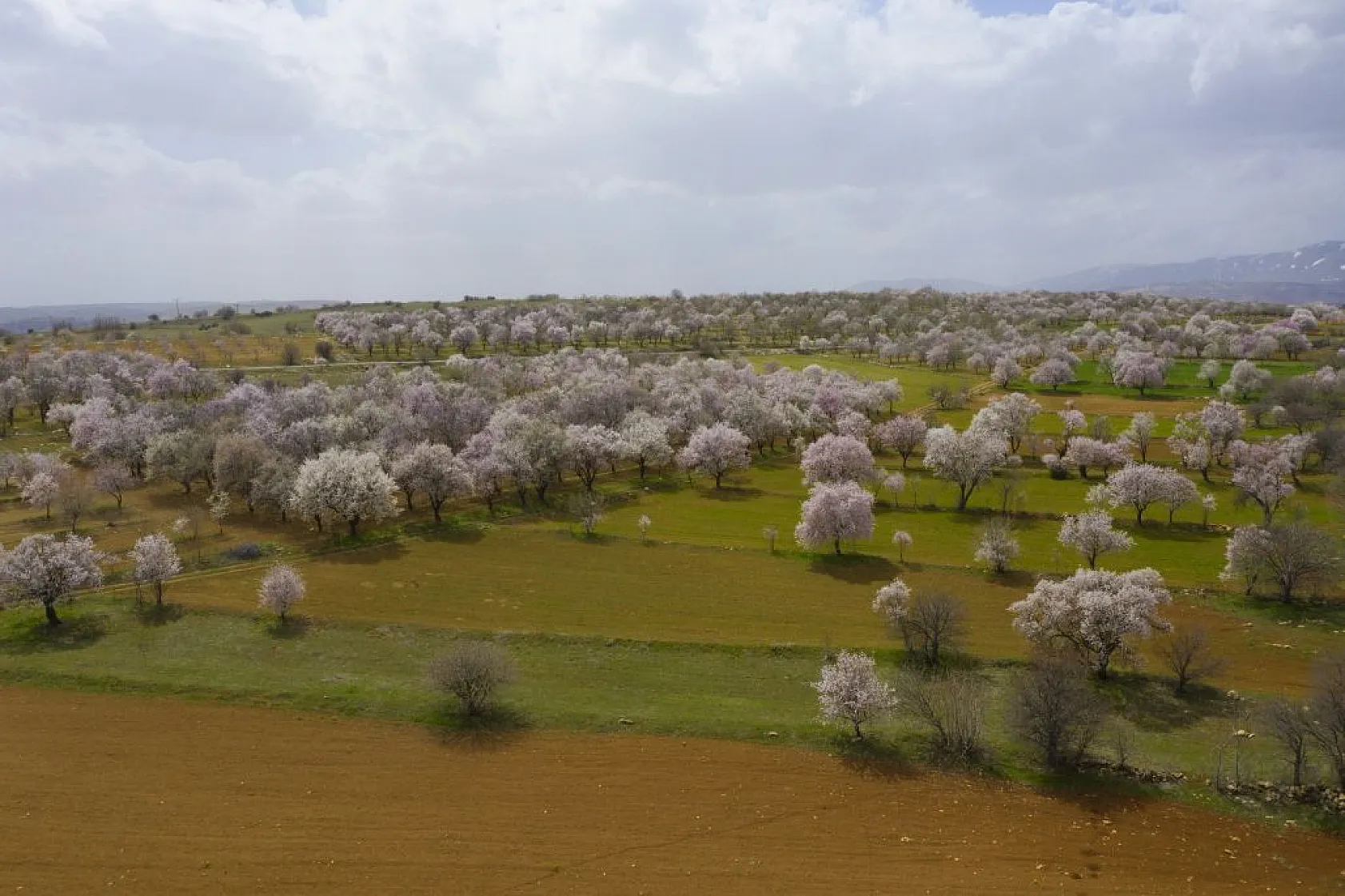 Badem bahçeleri görsel şölen yarattı