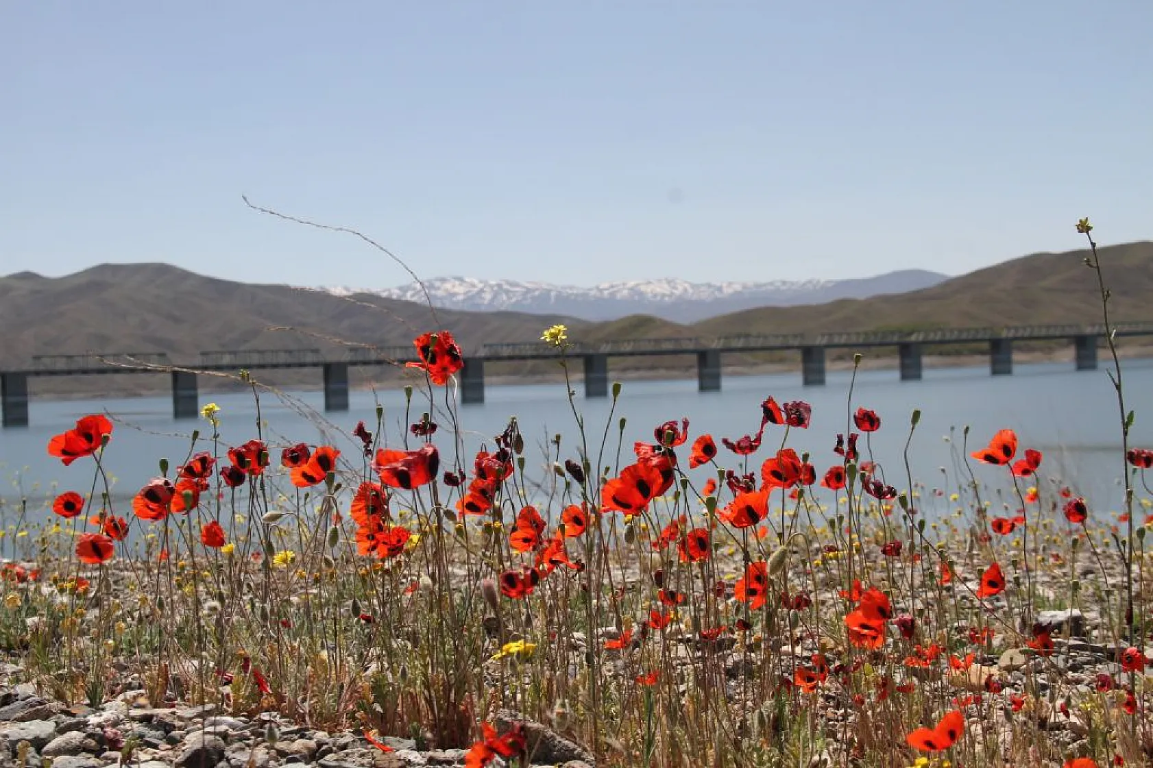 Tarlalarda gelinciklerin görsel şöleni