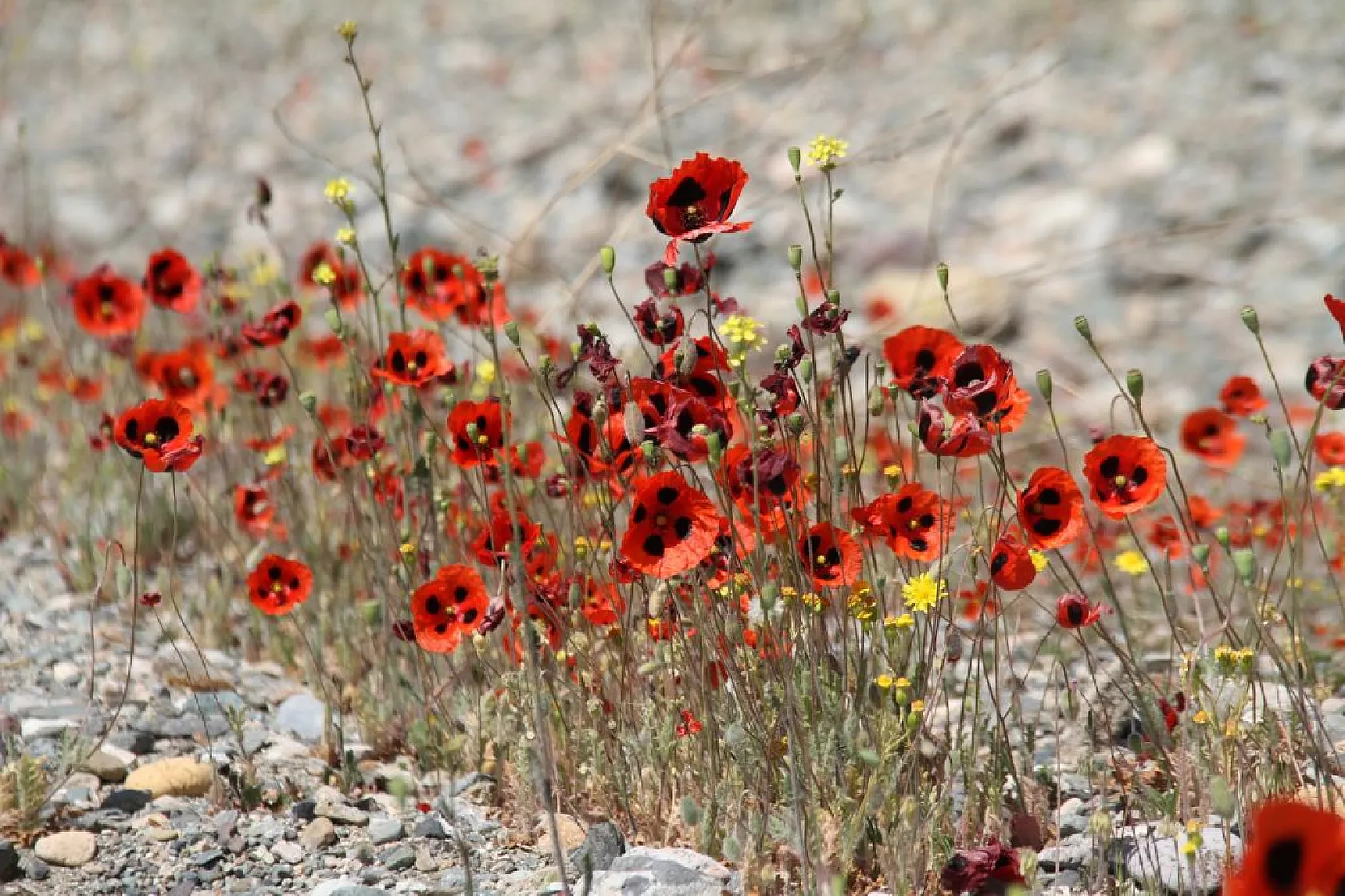 Tarlalarda gelinciklerin görsel şöleni
