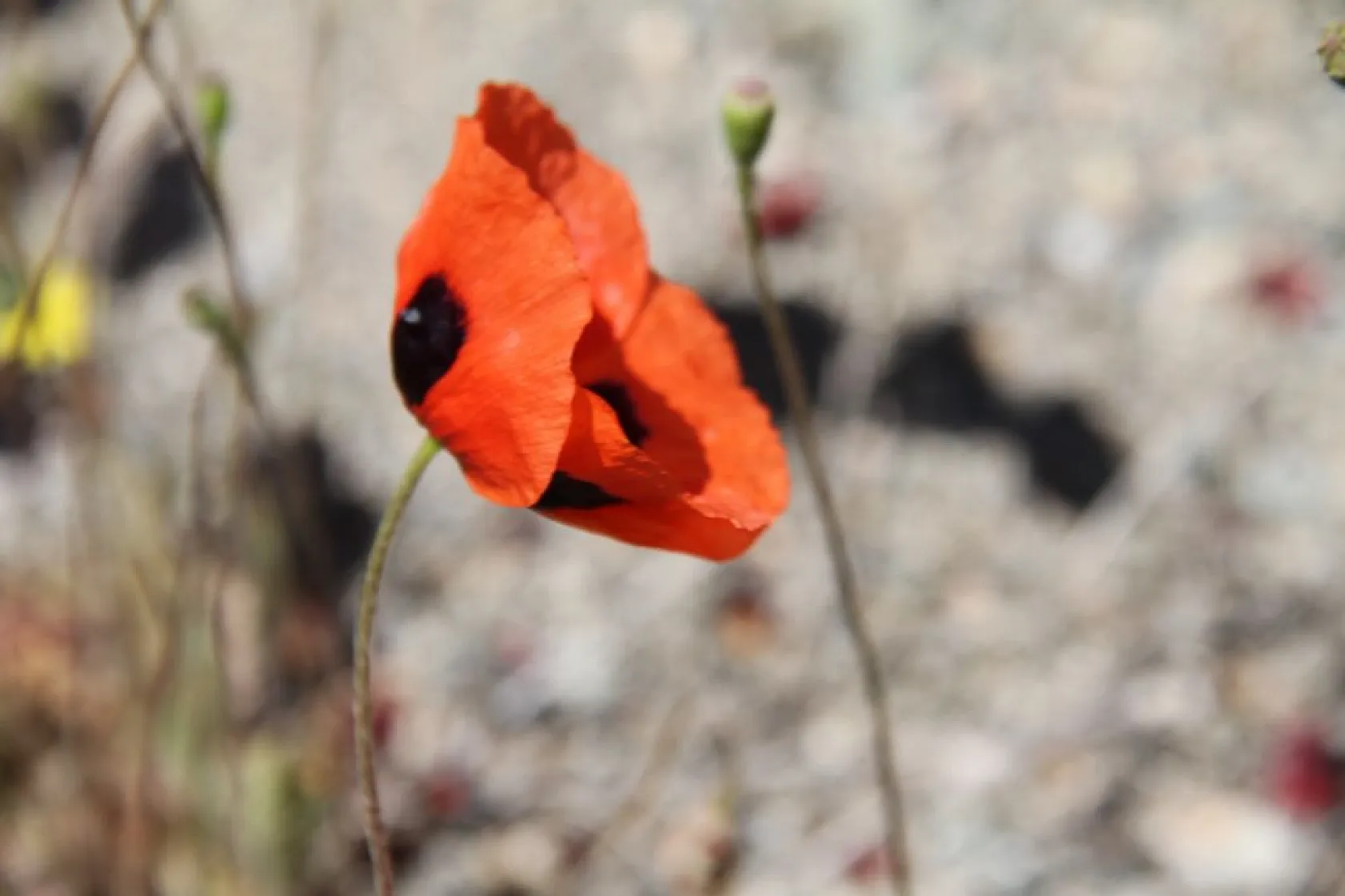 Tarlalarda gelinciklerin görsel şöleni