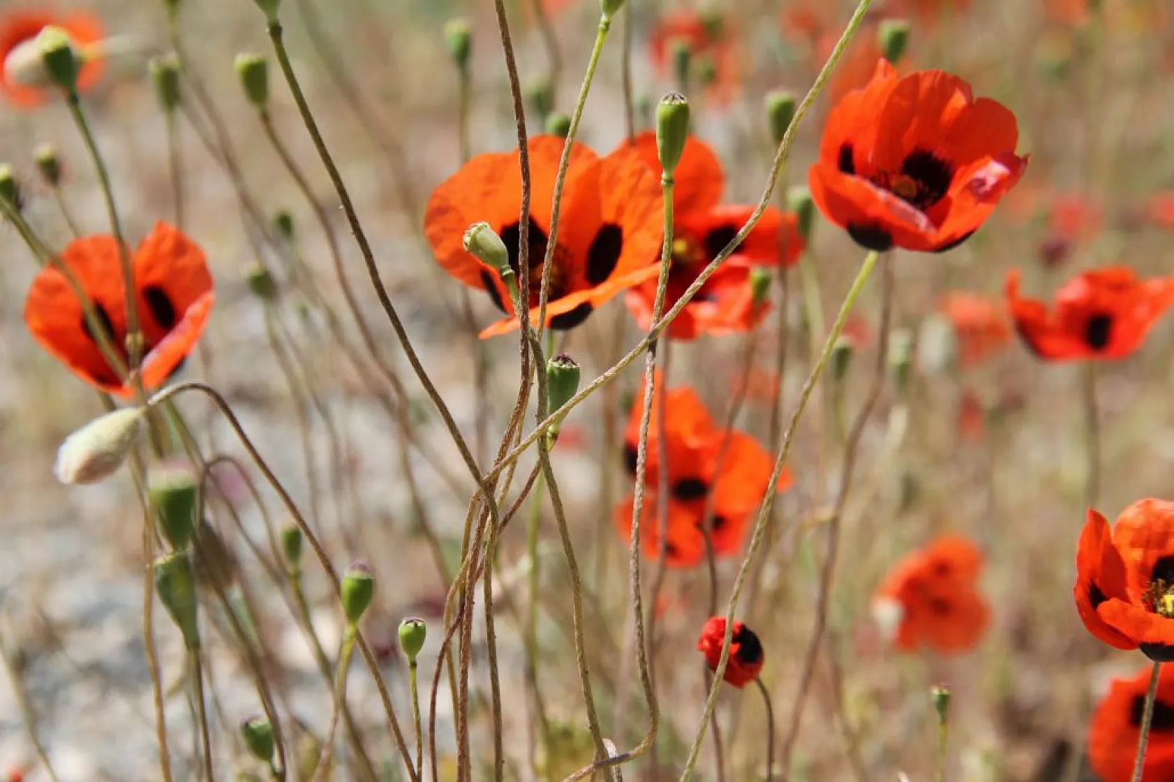 Tarlalarda gelinciklerin görsel şöleni