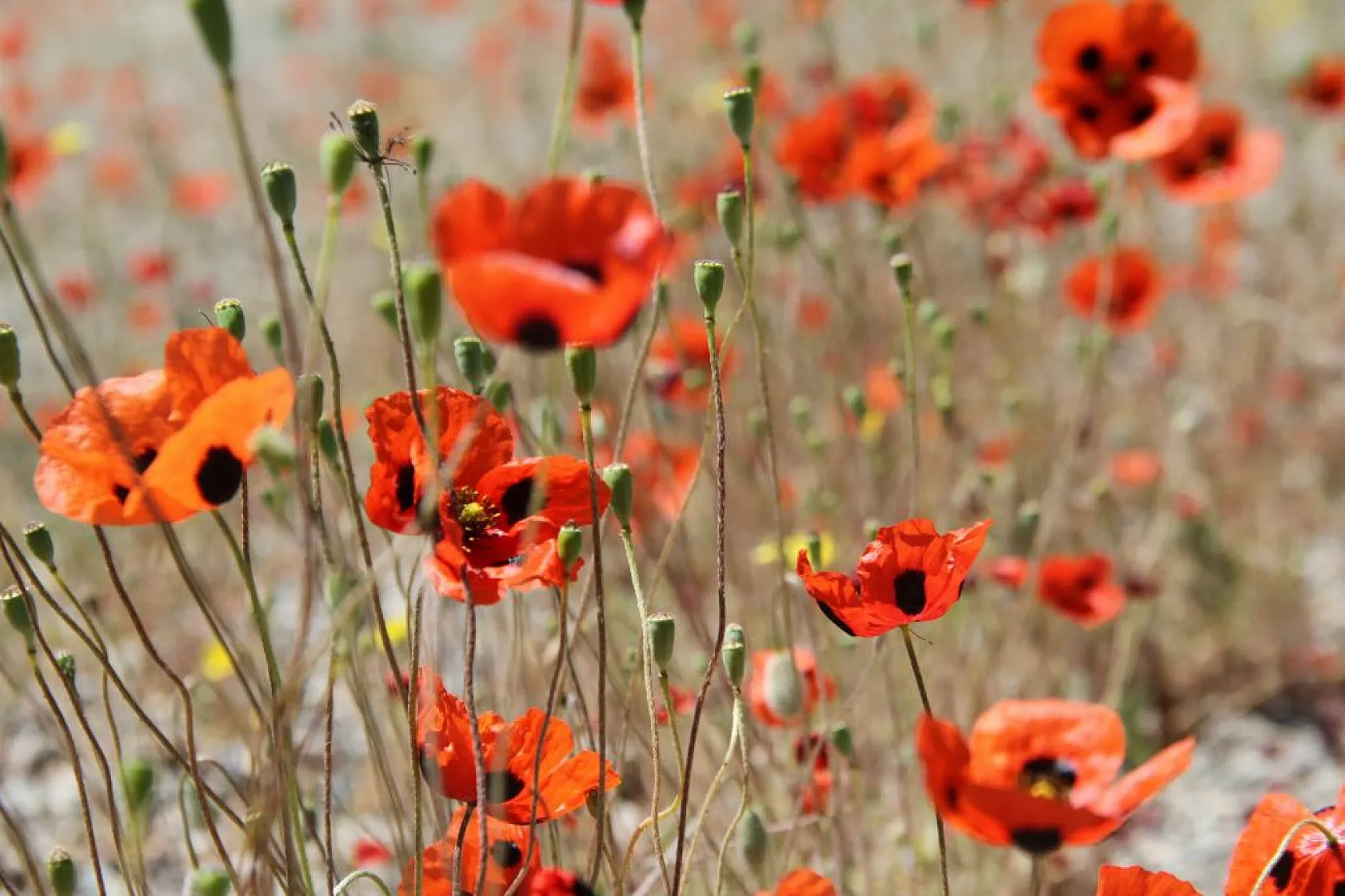 Tarlalarda gelinciklerin görsel şöleni
