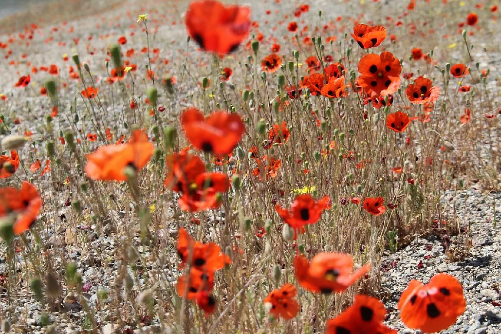 Tarlalarda gelinciklerin görsel şöleni
