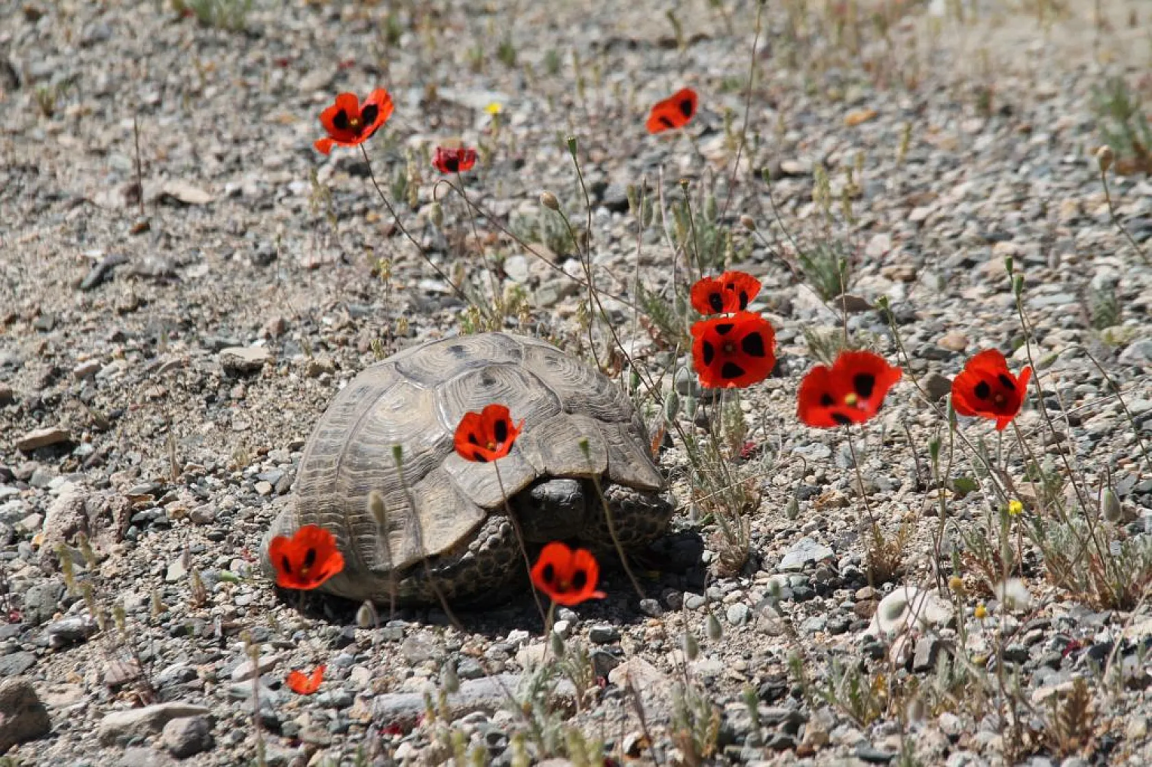 Tarlalarda gelinciklerin görsel şöleni