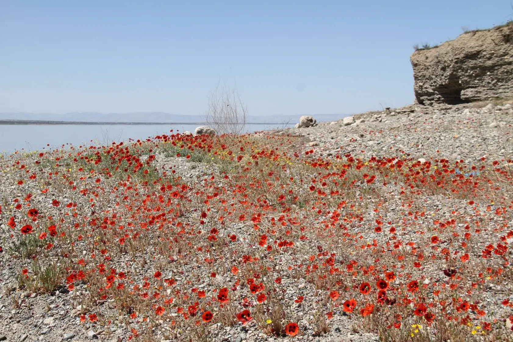 Tarlalarda gelinciklerin görsel şöleni