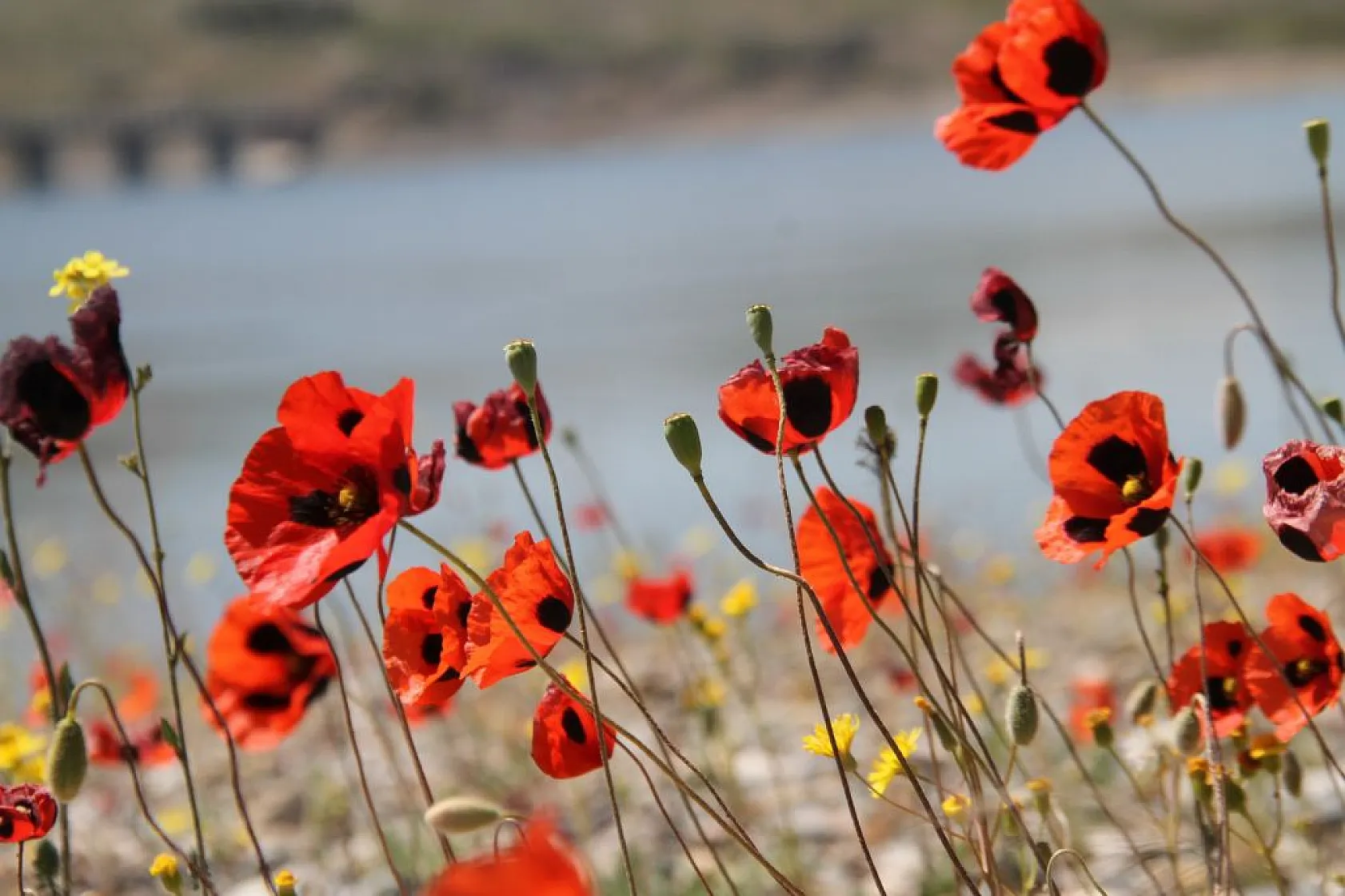 Tarlalarda gelinciklerin görsel şöleni