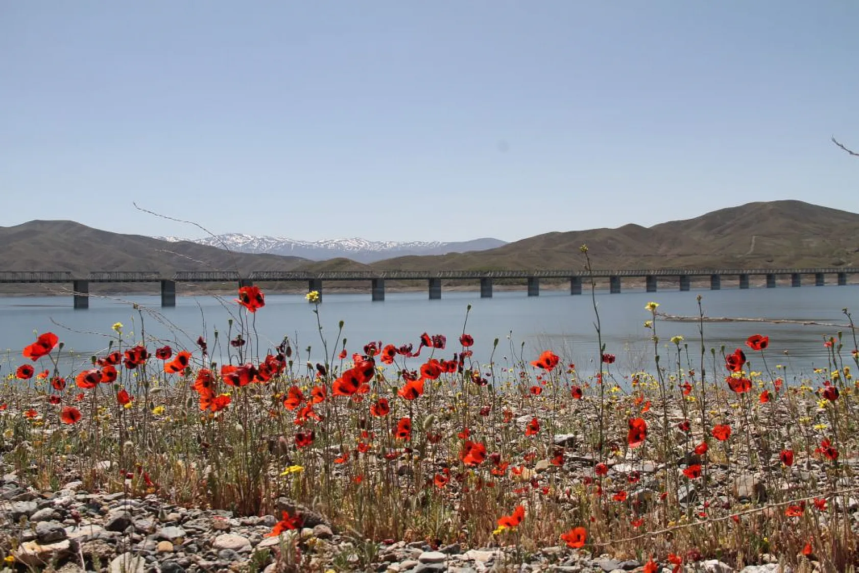 Tarlalarda gelinciklerin görsel şöleni