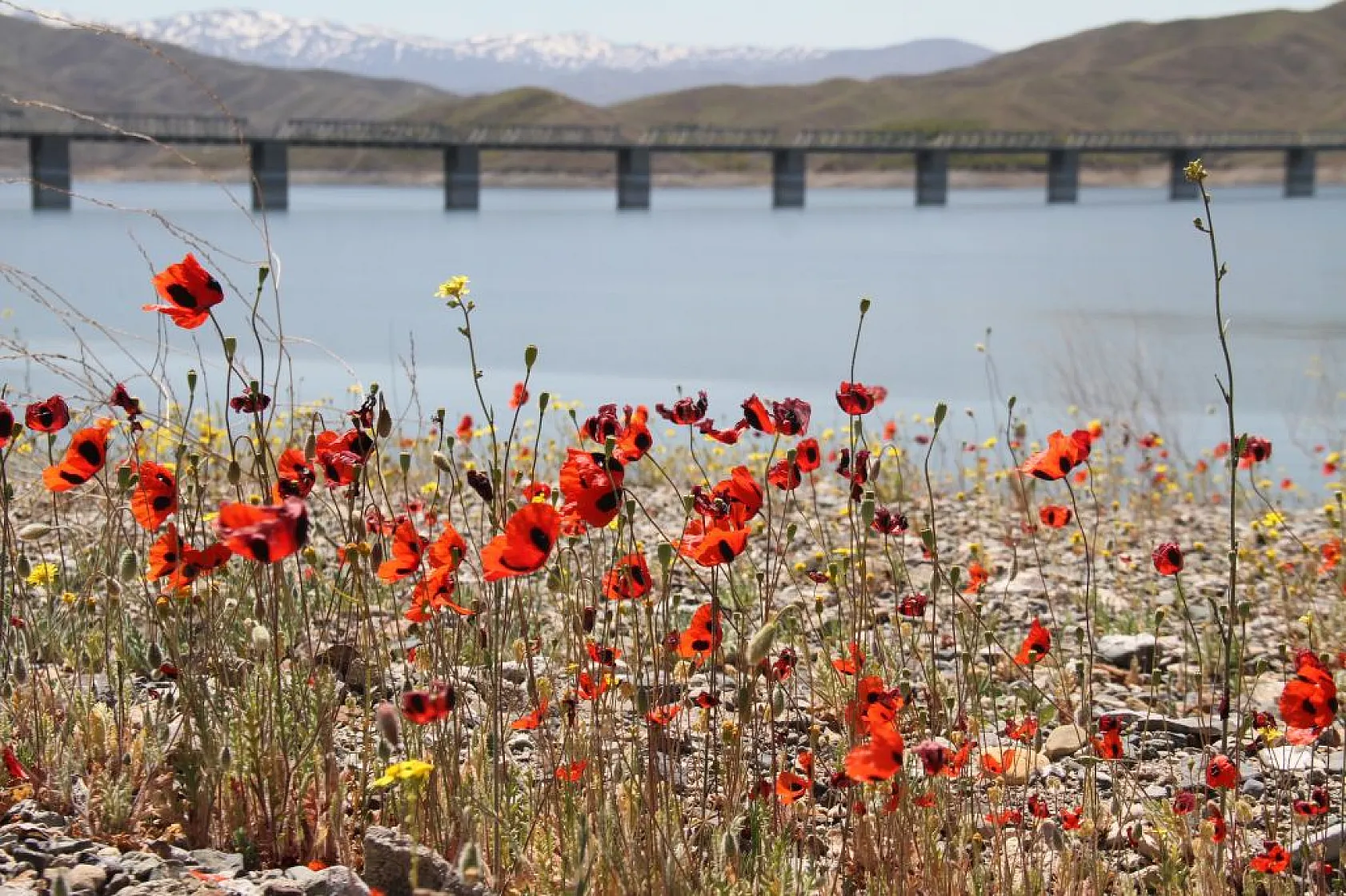 Tarlalarda gelinciklerin görsel şöleni