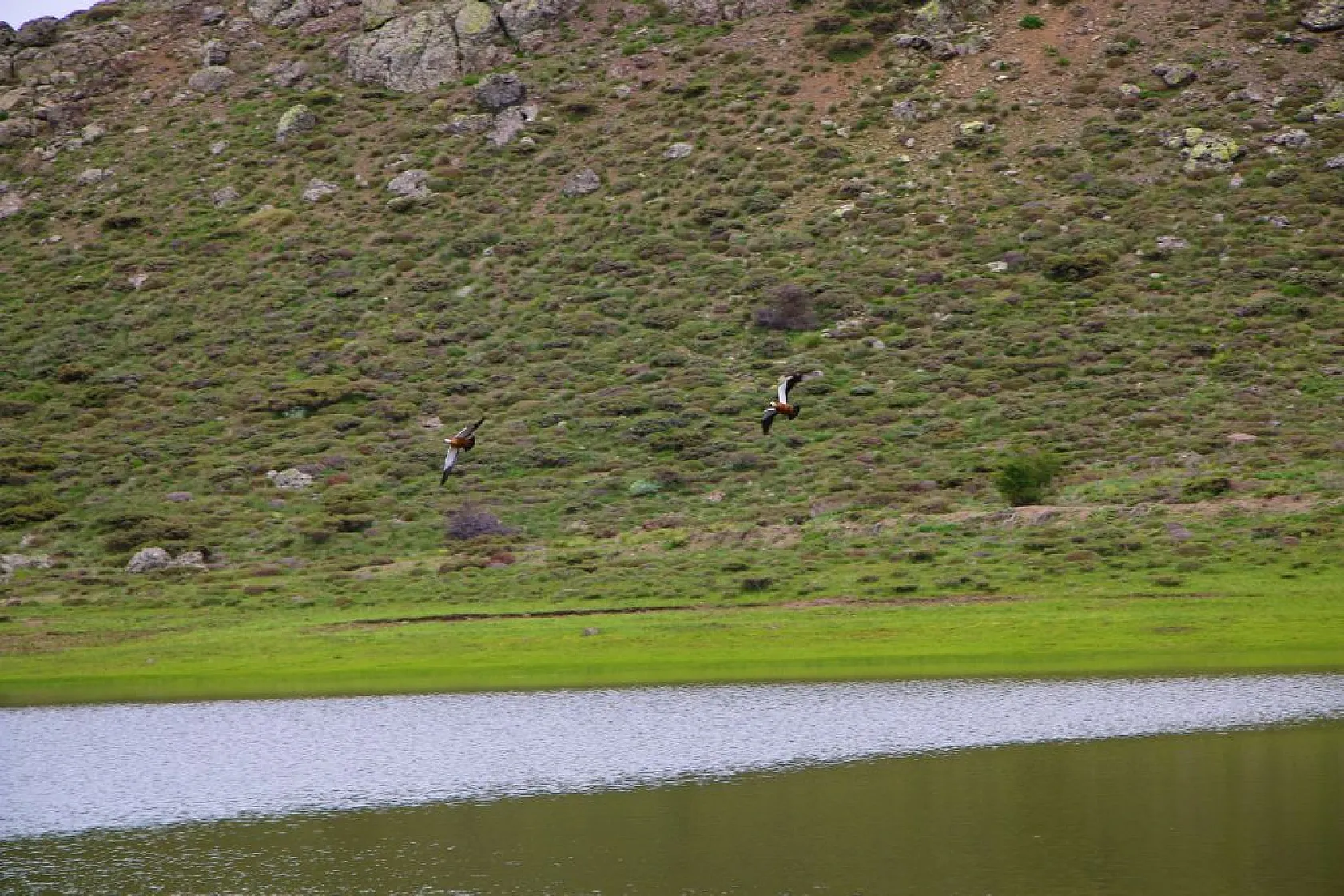 Kuruyan Bervi Gölü yağışlarla yeniden canlandı