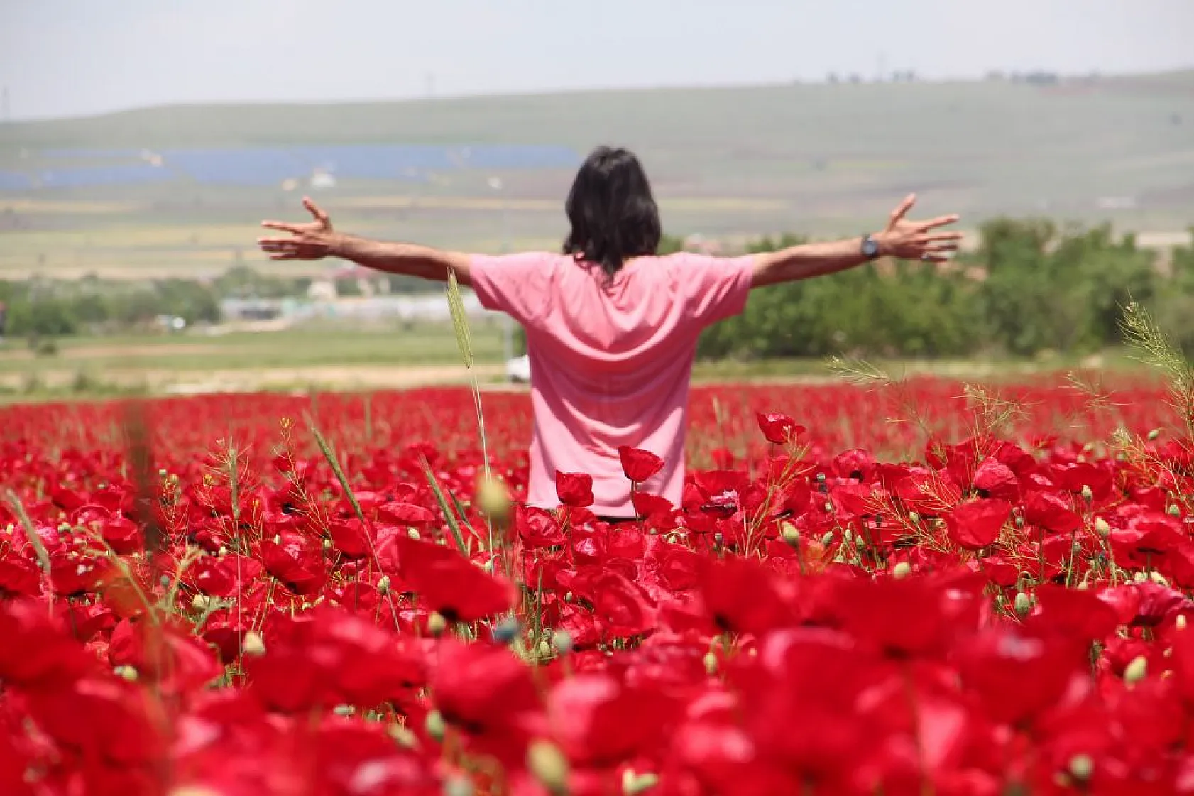 Gelincik tarlası görenleri mest etti