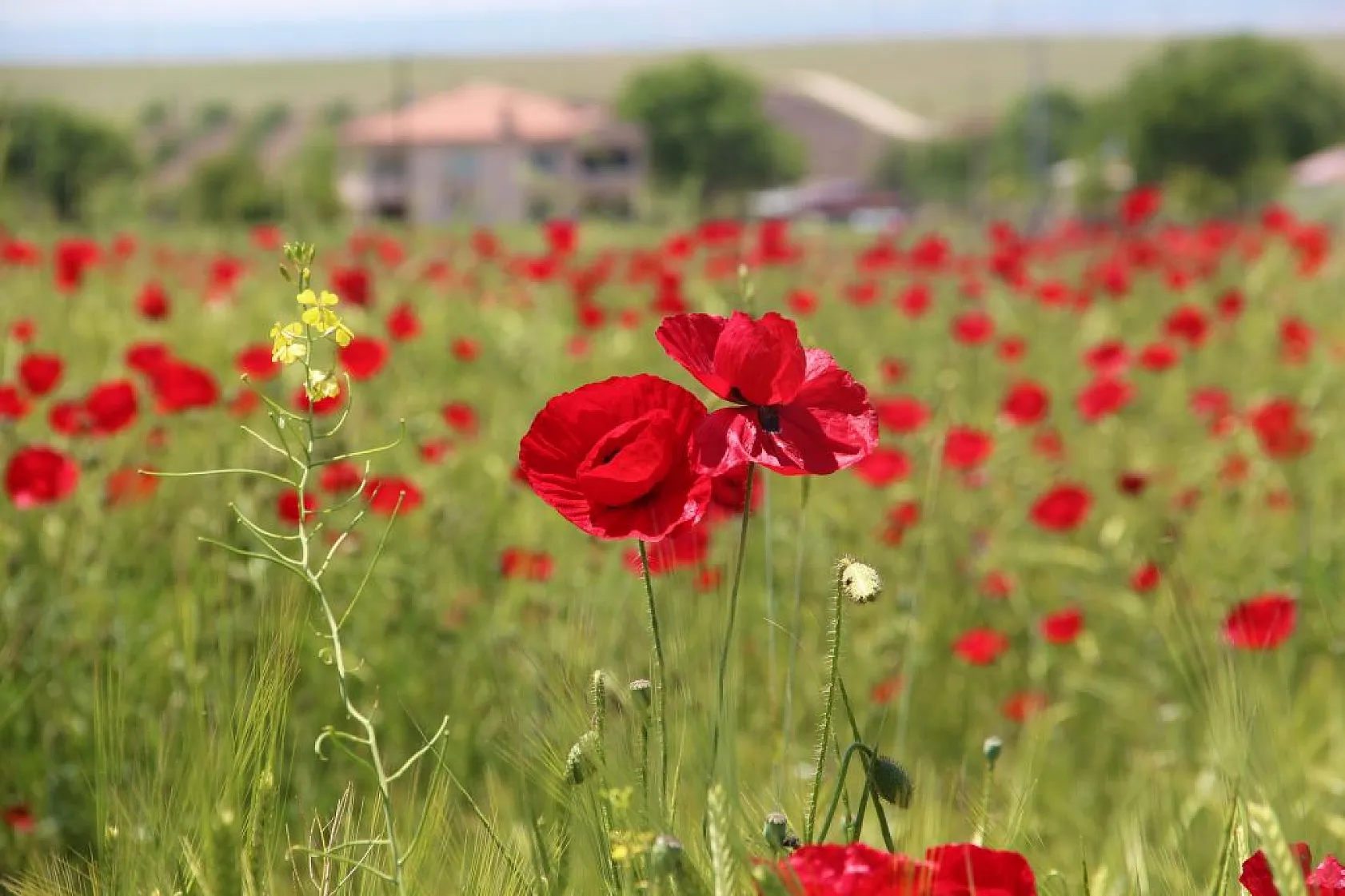 Gelincik tarlası görenleri mest etti