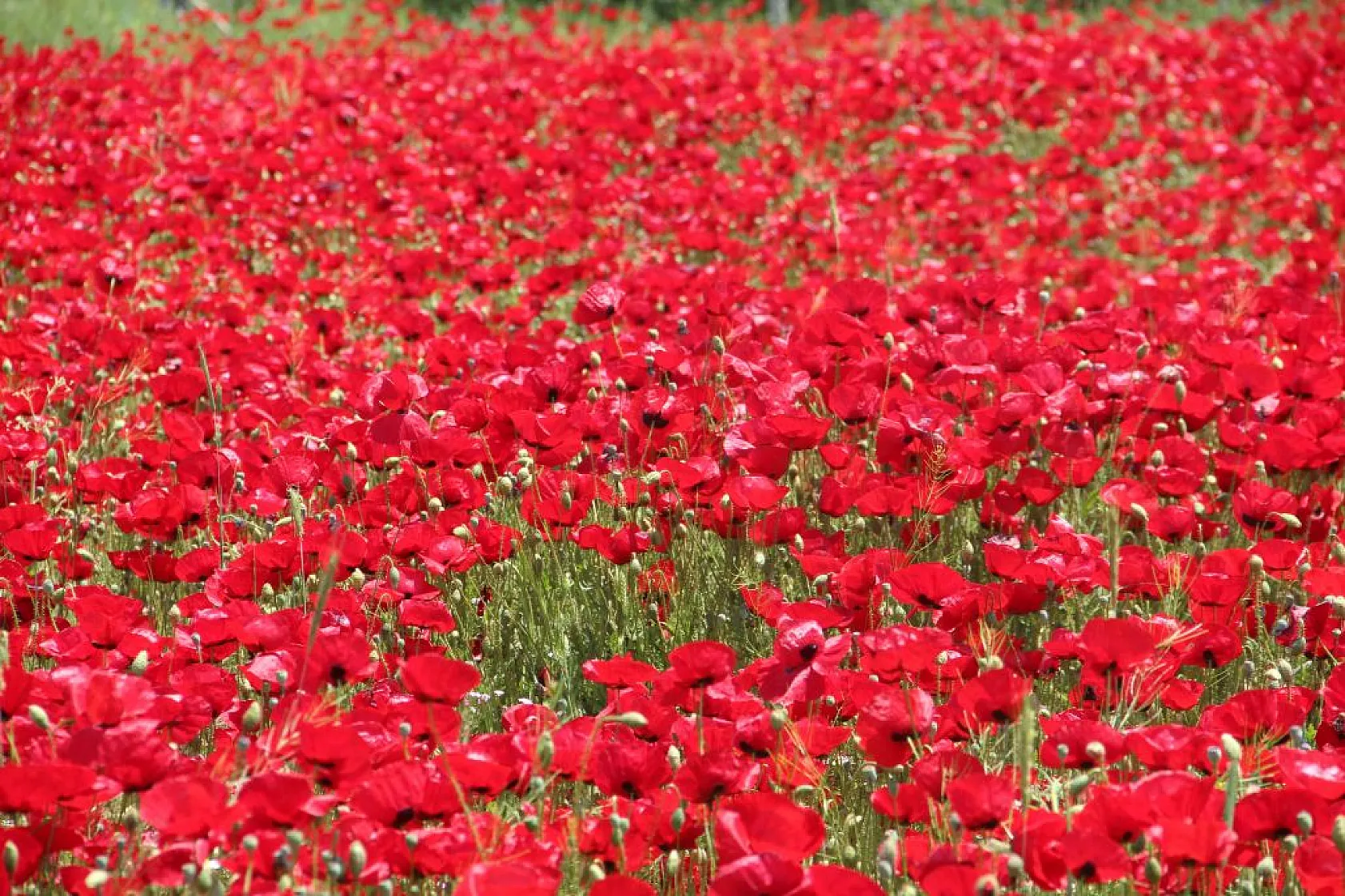 Gelincik tarlası görenleri mest etti
