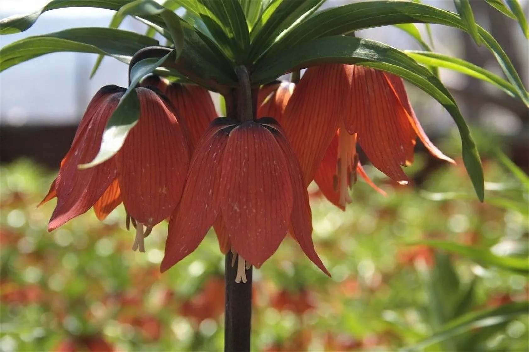 'Ağlayan Gelin'den görsel şölen