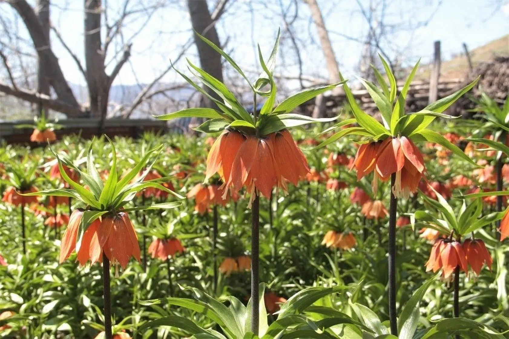 'Ağlayan Gelin'den görsel şölen