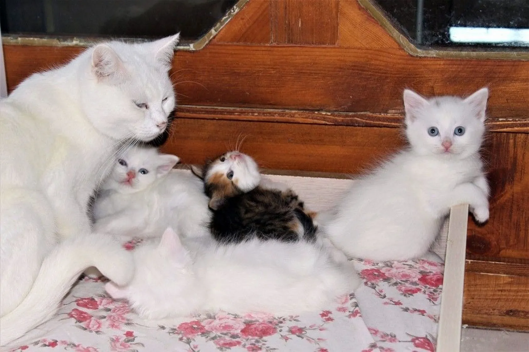 Van kedilerine renkli kardeş