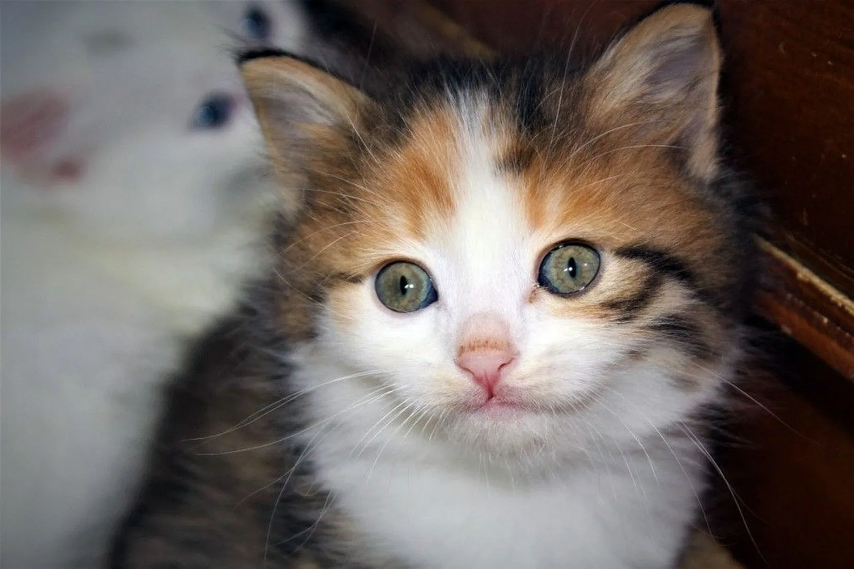 Van kedilerine renkli kardeş