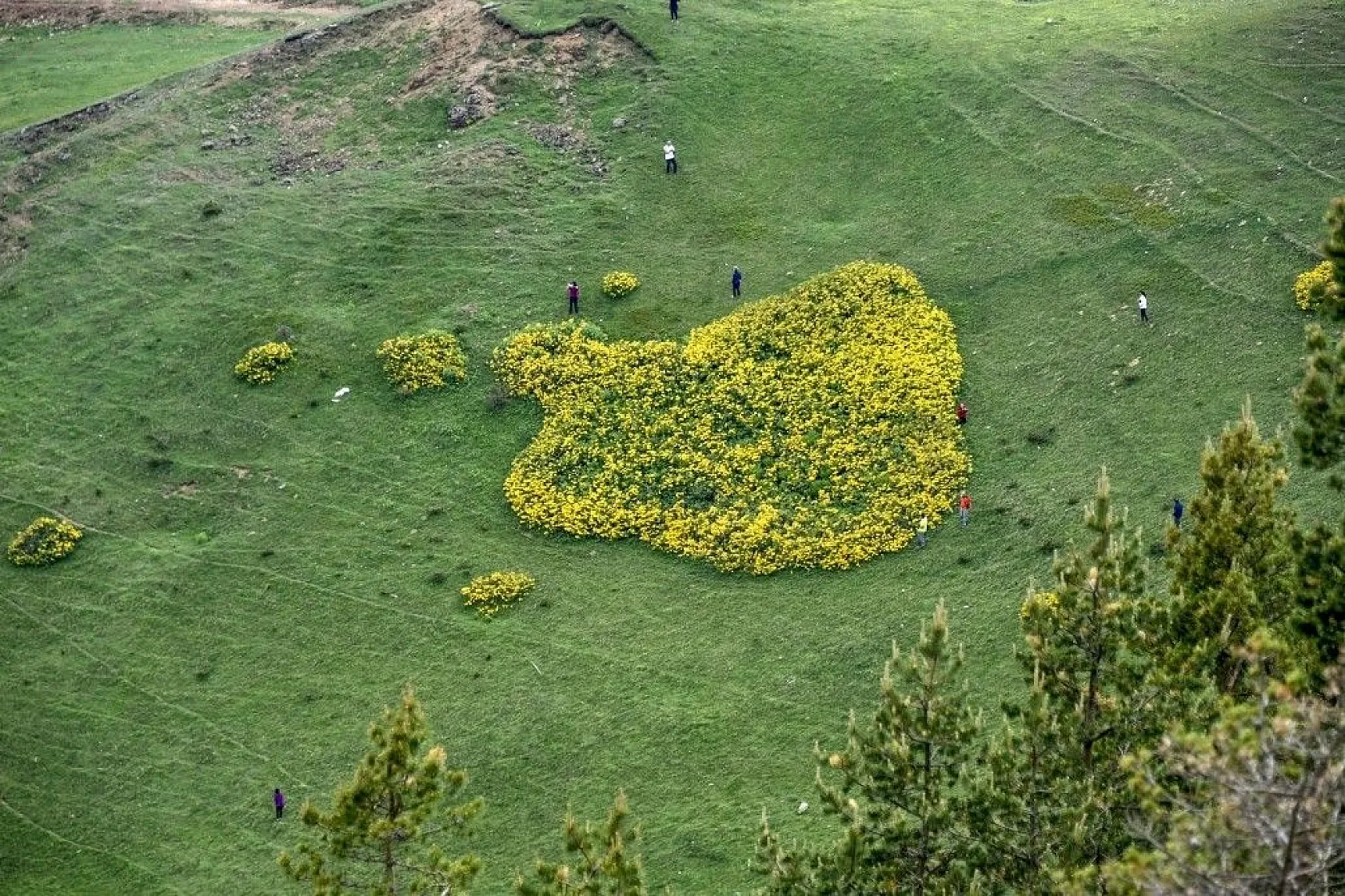 Zigana Dağında renk cümbüşü