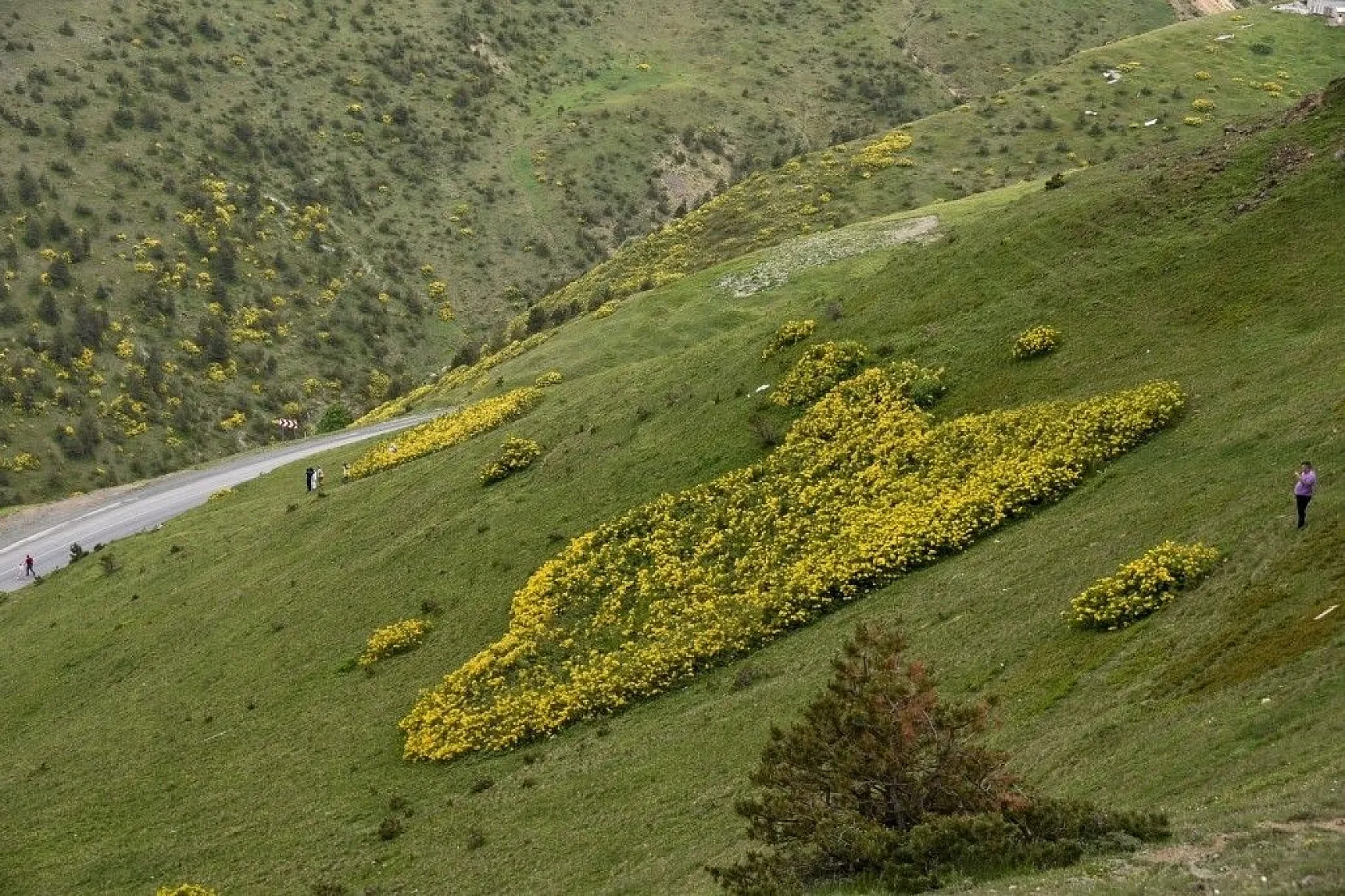 Zigana Dağında renk cümbüşü