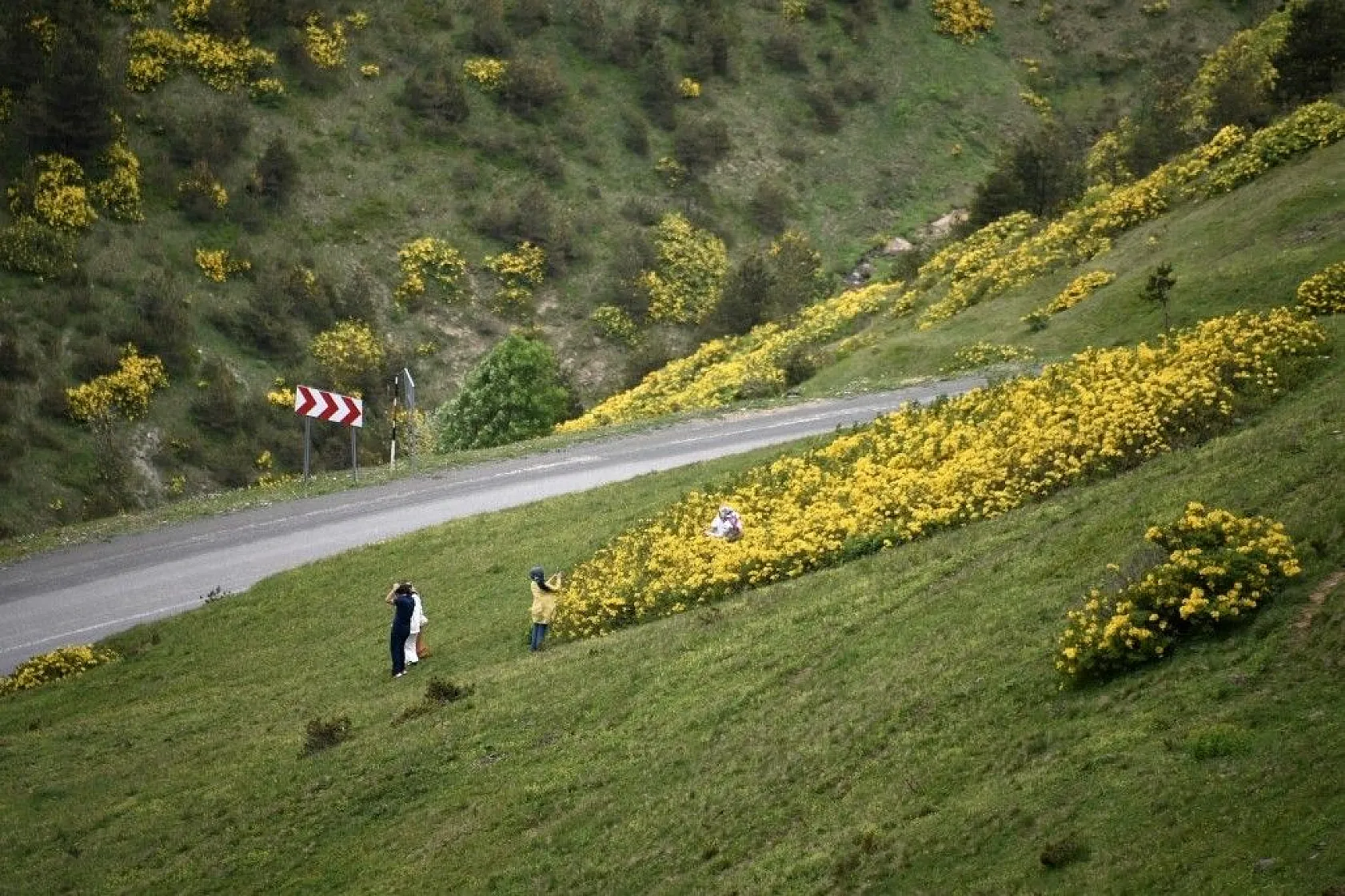 Zigana Dağında renk cümbüşü