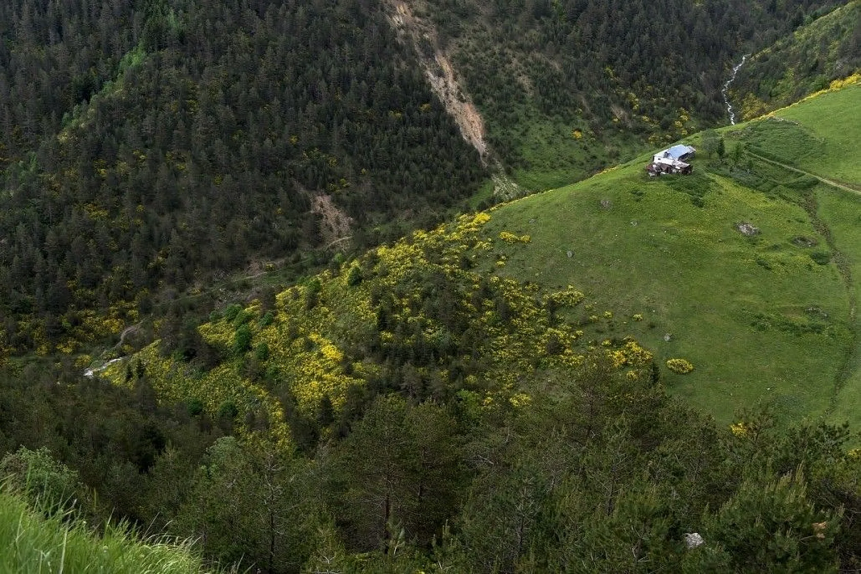 Zigana Dağında renk cümbüşü