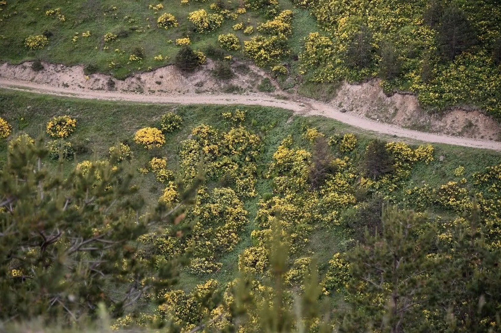 Zigana Dağında renk cümbüşü