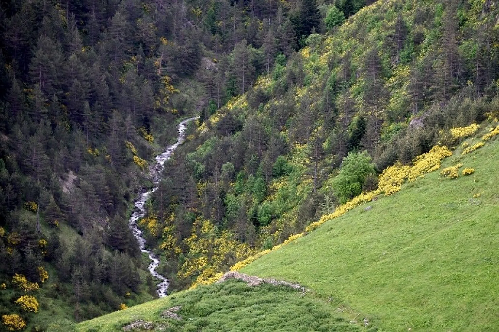 Zigana Dağında renk cümbüşü