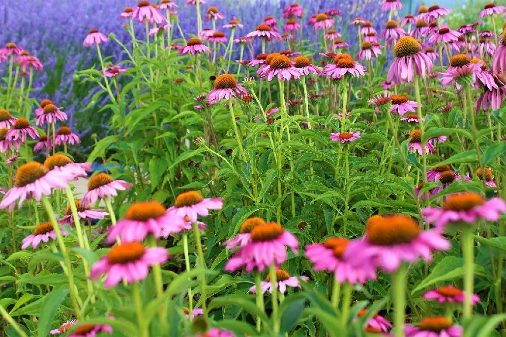 Van Gölü kıyısında renk cümbüşü