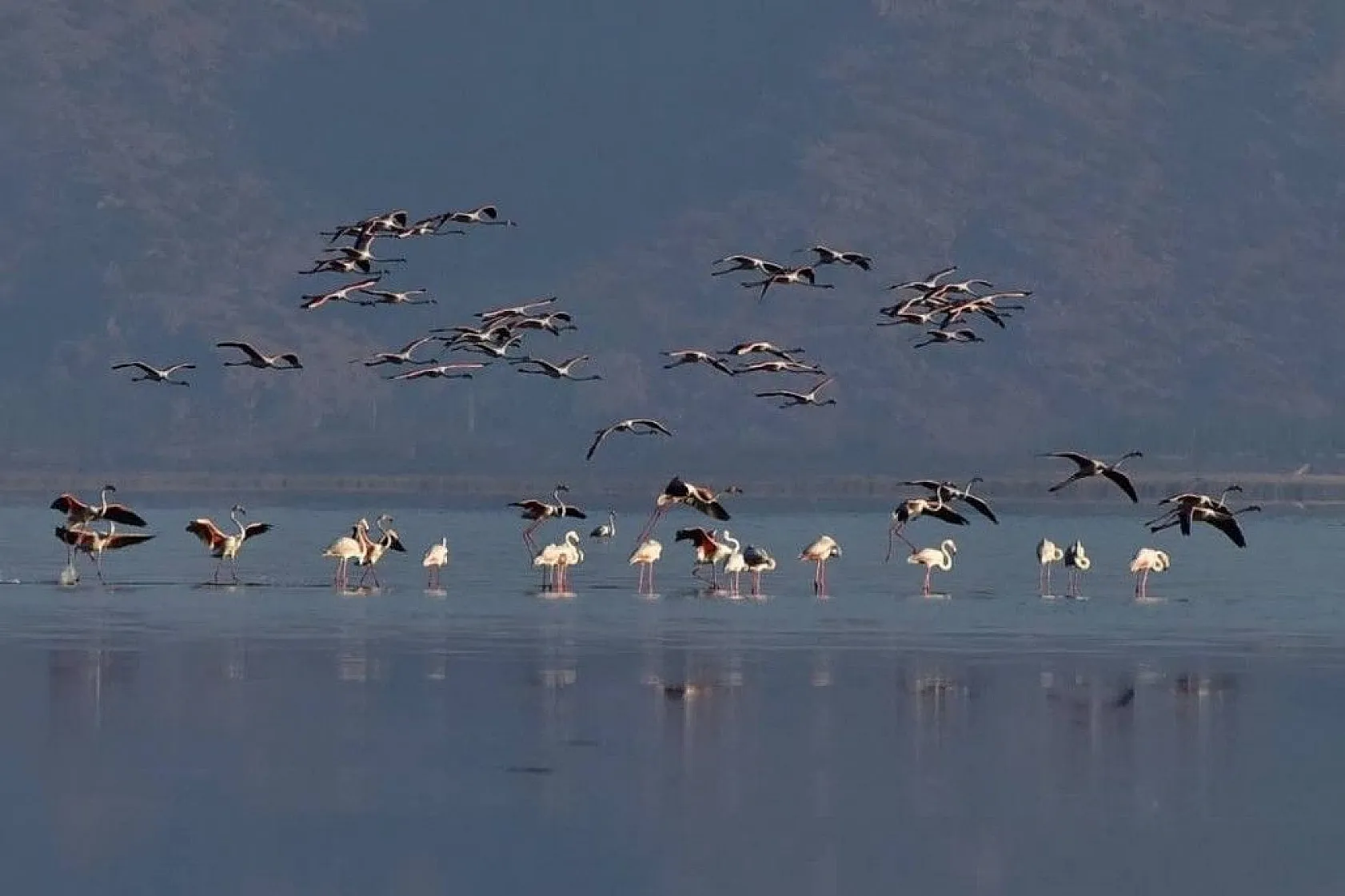 'Allı turna'ların suyla dansı