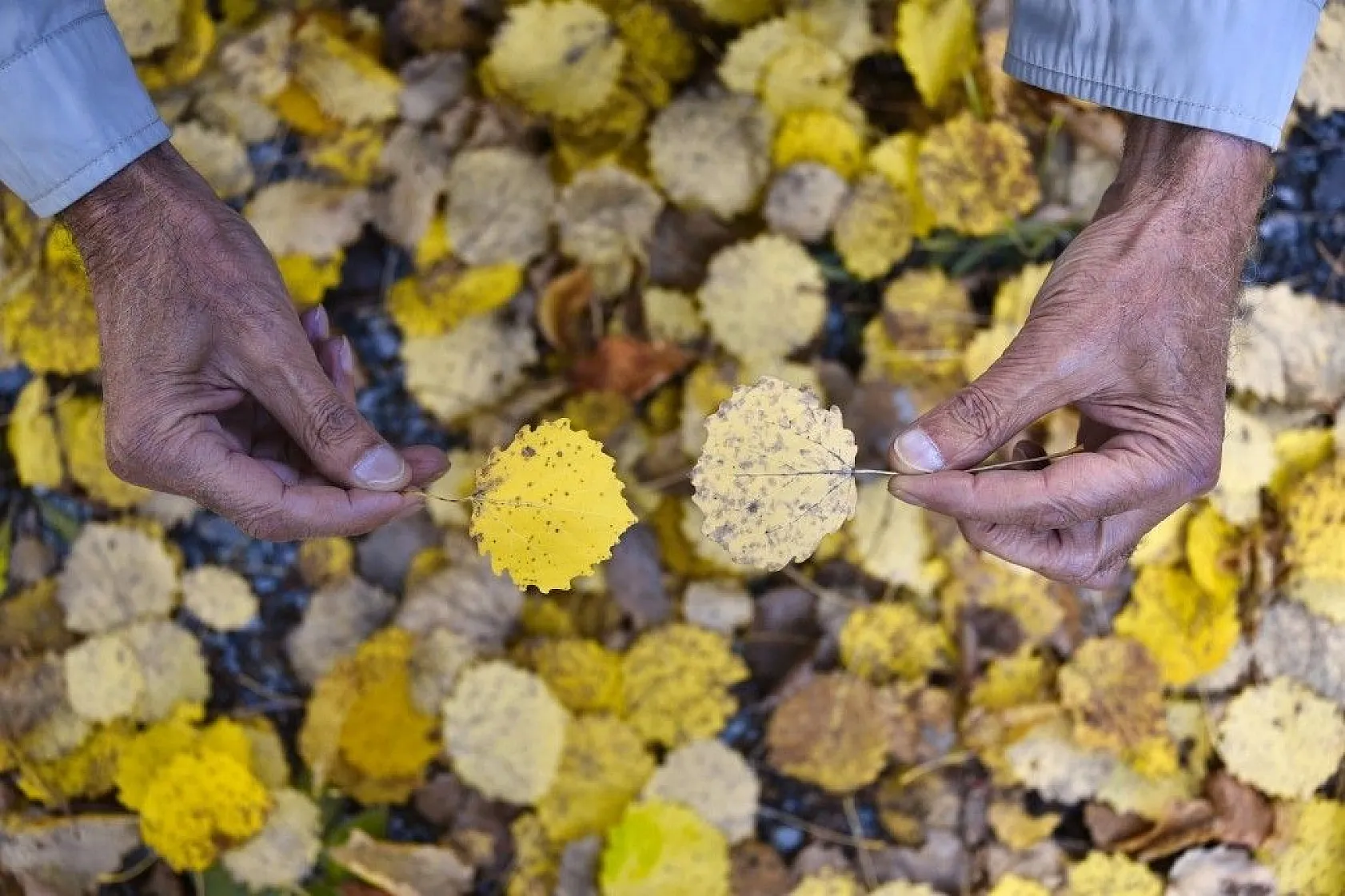 Zigana'da renk cümbüşü