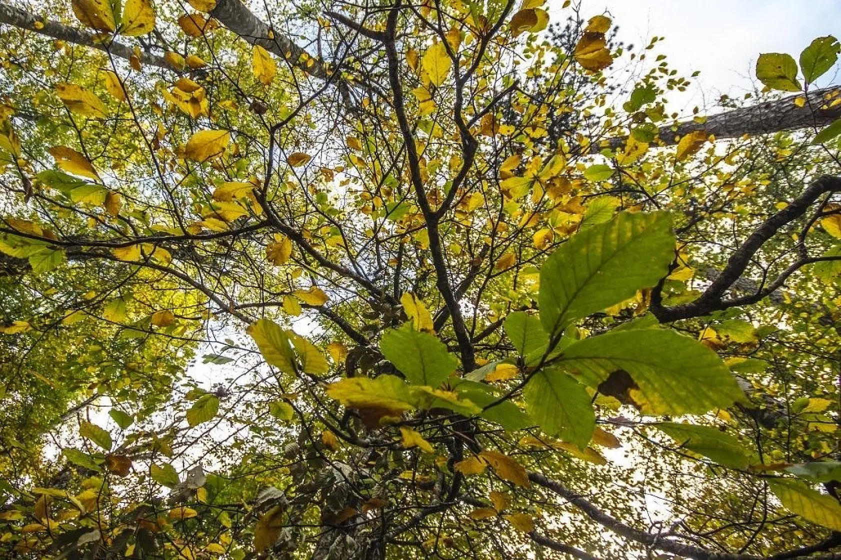 Kazdağları'nın sonbahar renkleri büyülüyor