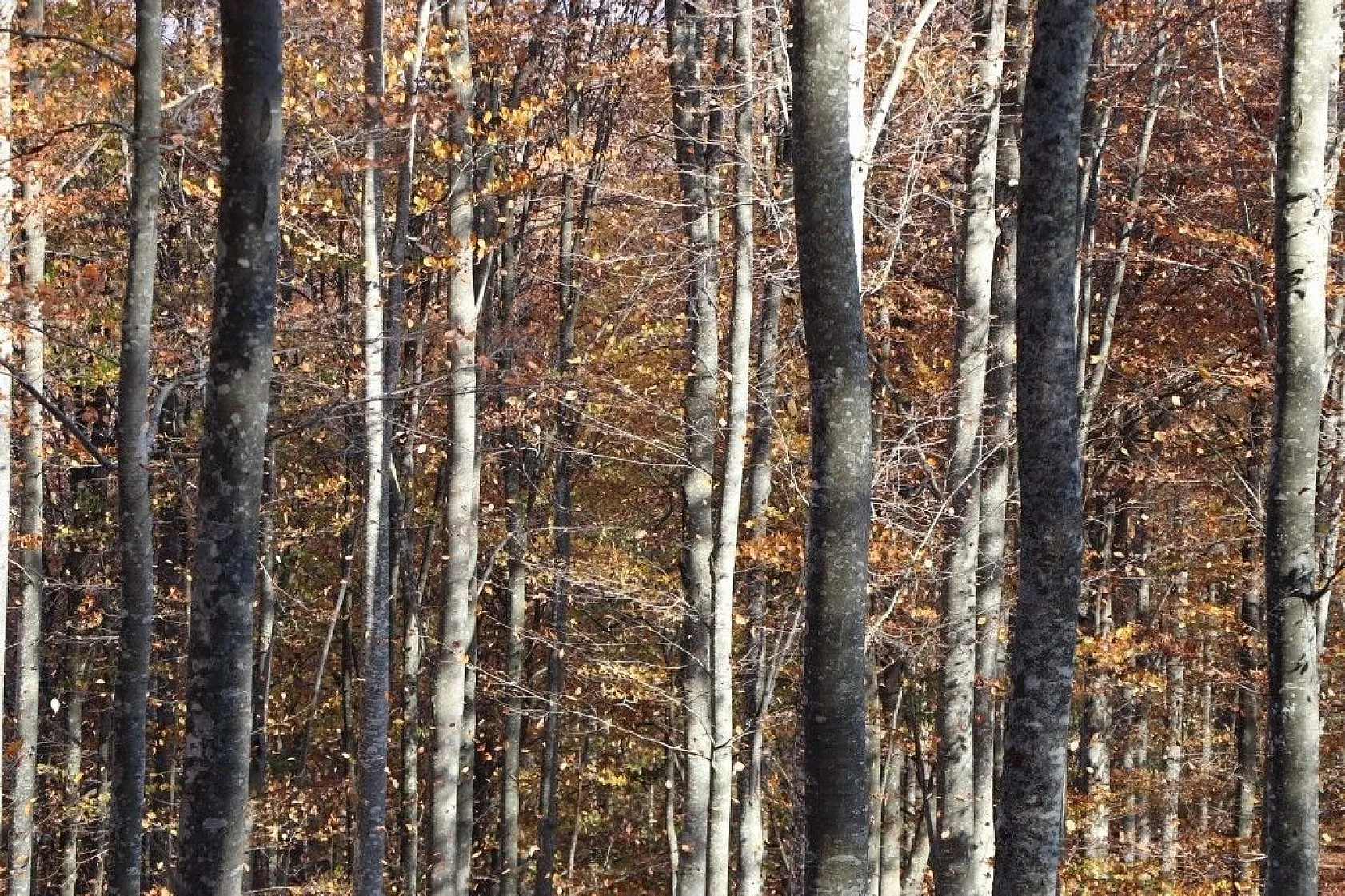 Nebiyan Dağı sonbaharda bir başka güzel
