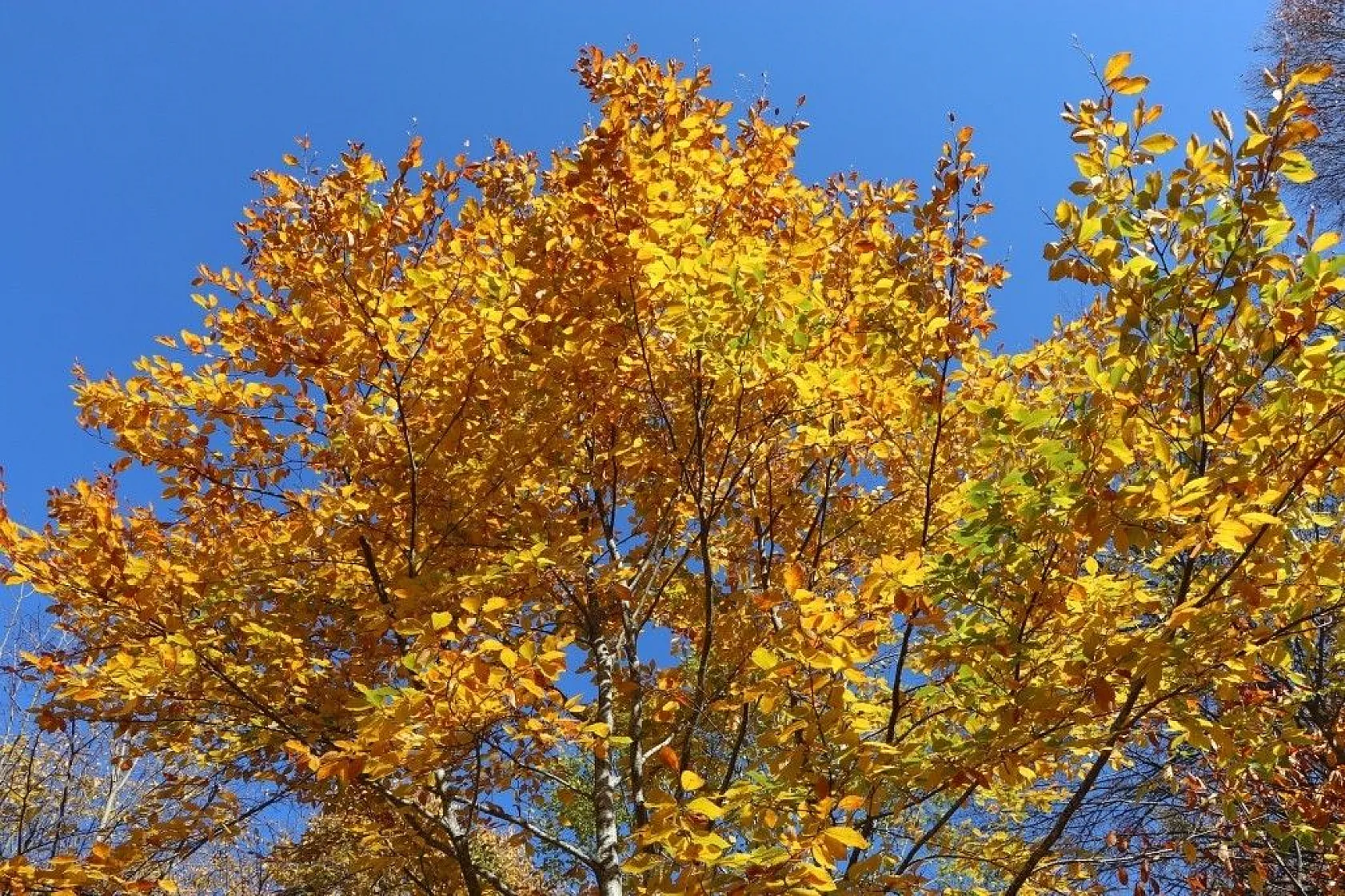 Nebiyan Dağı sonbaharda bir başka güzel