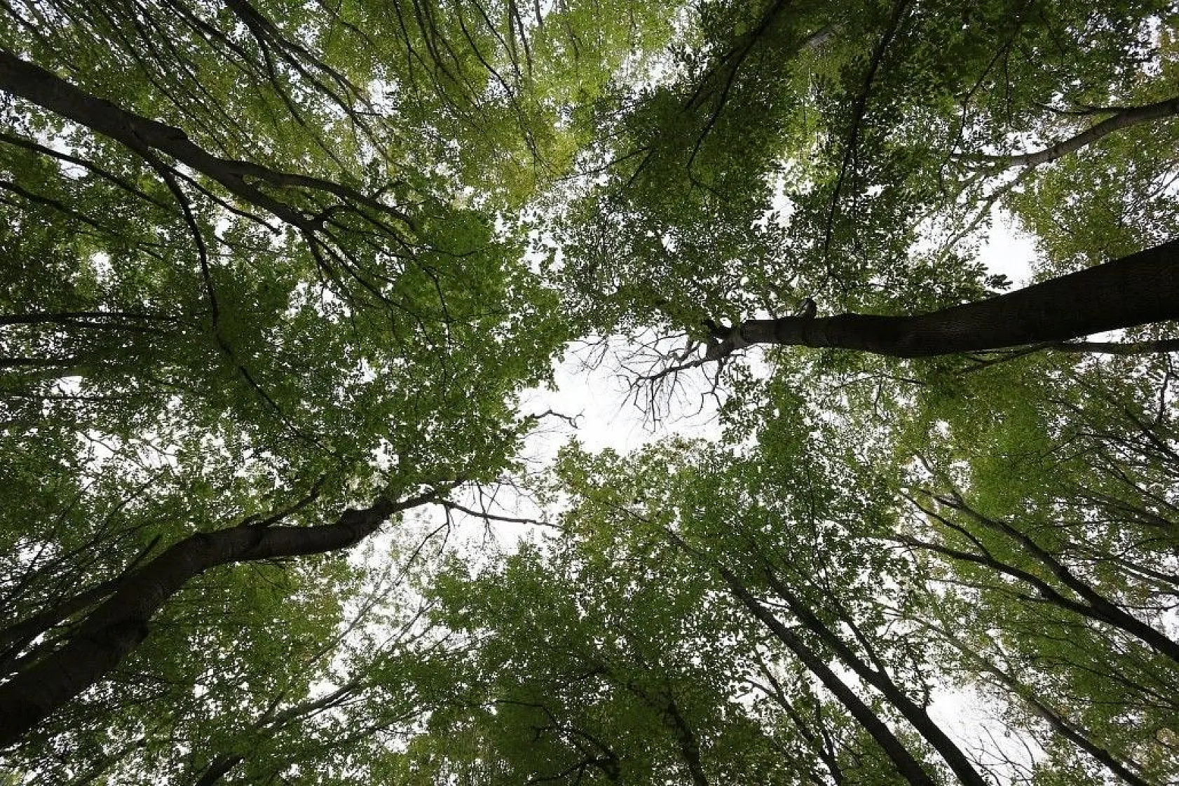 Çamlıkoy Tabiat Parkı'nda muhteşem sonbahar