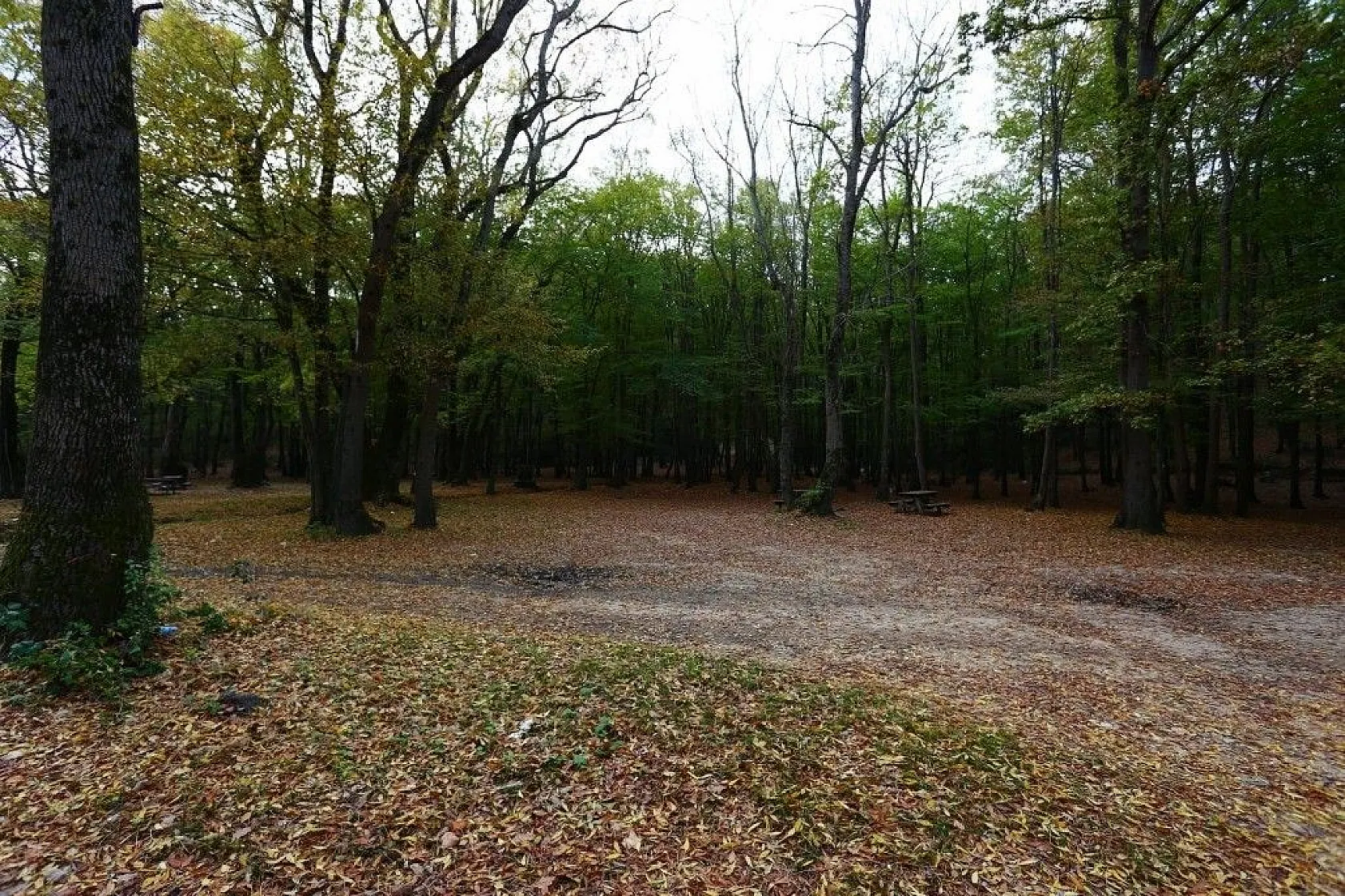 Çamlıkoy Tabiat Parkı'nda muhteşem sonbahar