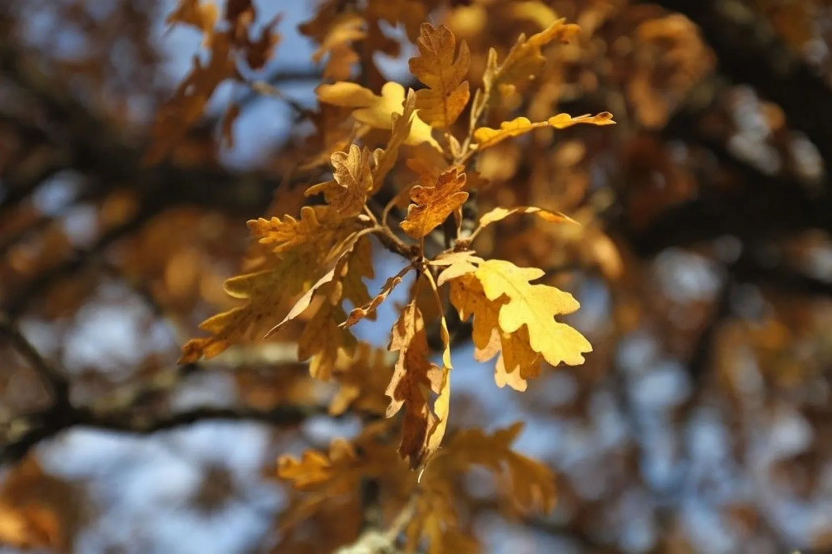 Hekimdağ sonbahar renklerine büründü