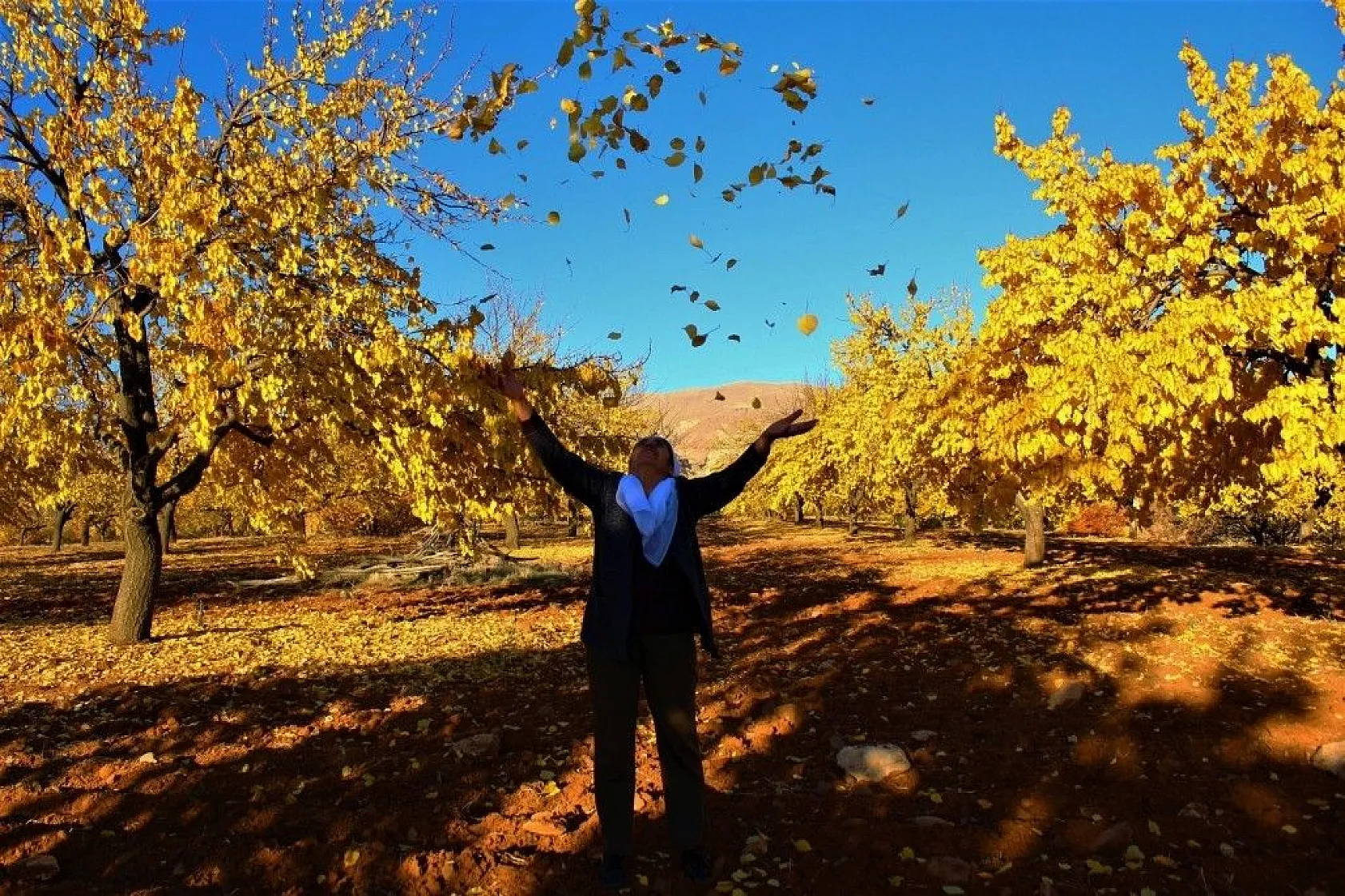 Altın yaprakların muhteşem görsel şöleni