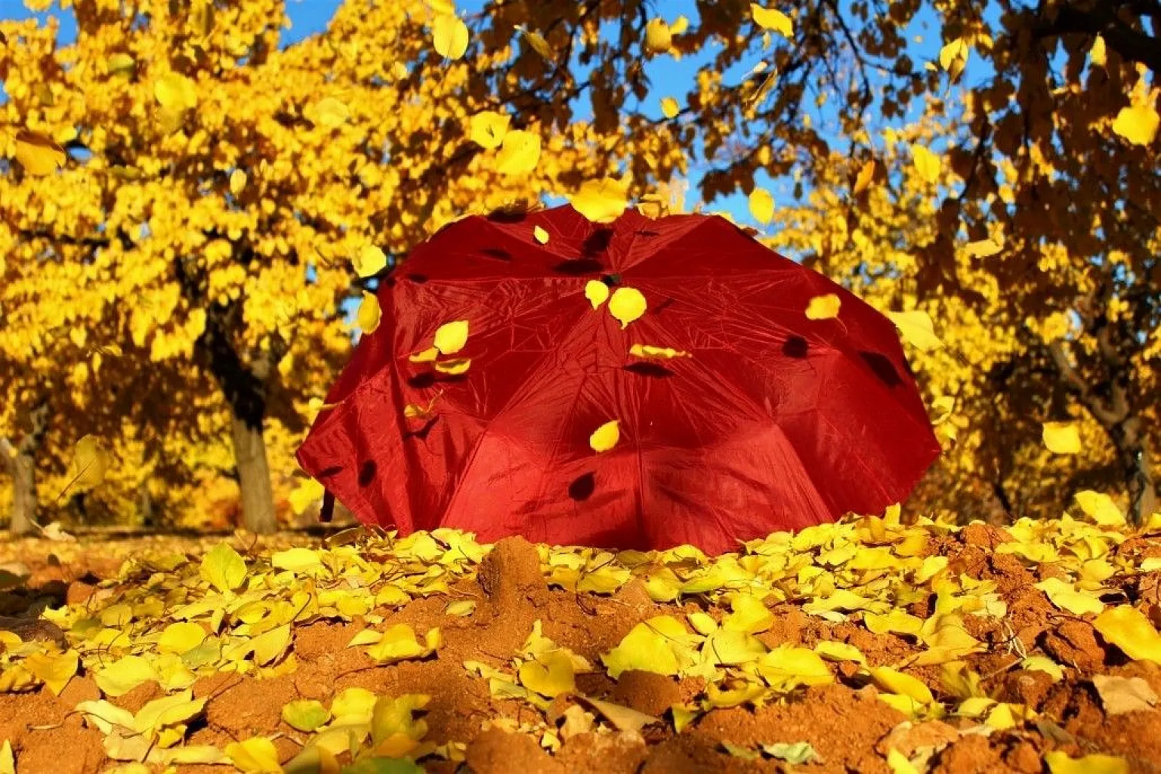 Altın yaprakların muhteşem görsel şöleni