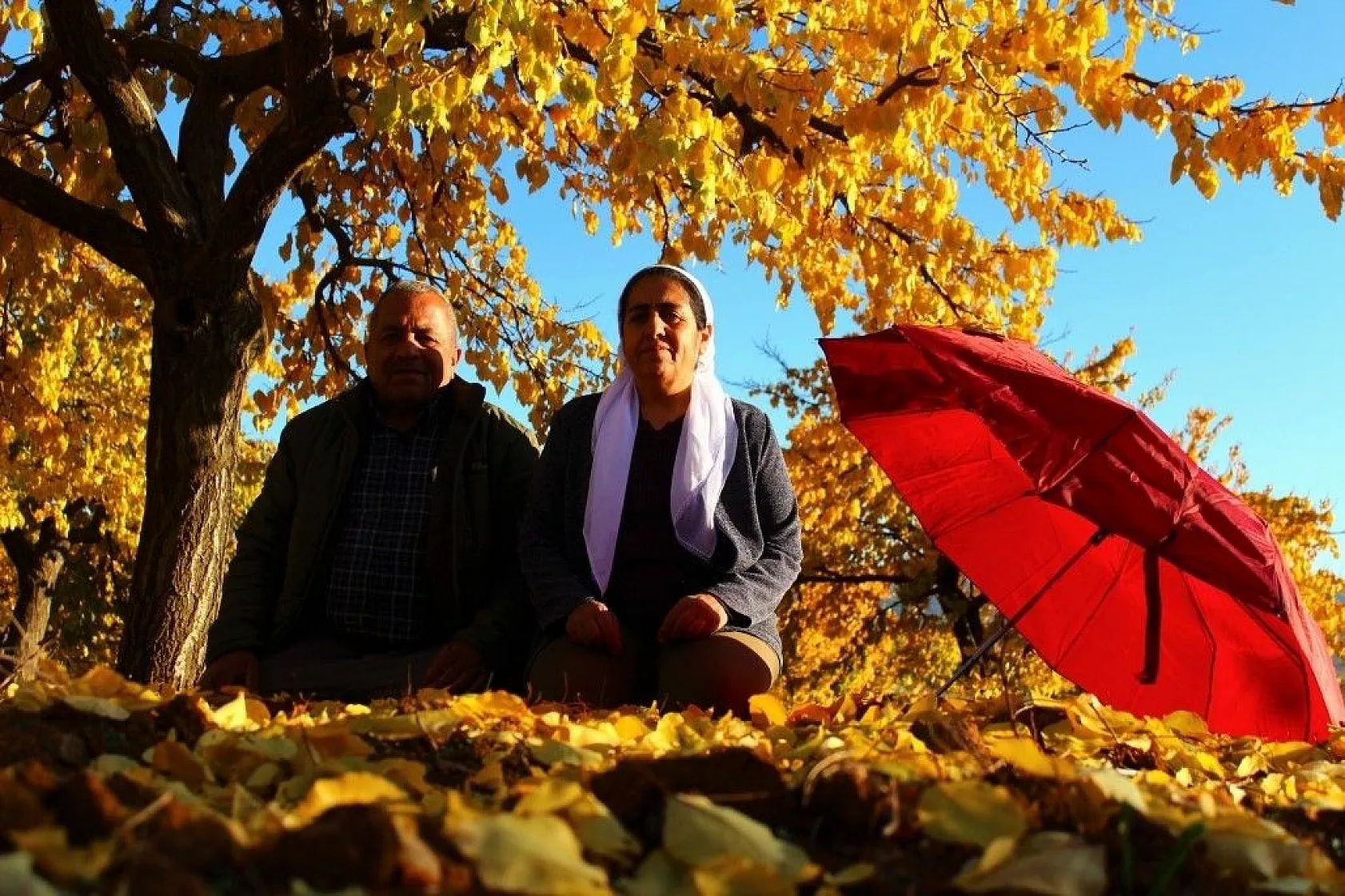 Altın yaprakların muhteşem görsel şöleni