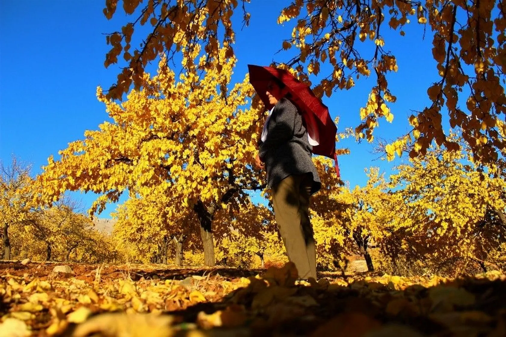Altın yaprakların muhteşem görsel şöleni