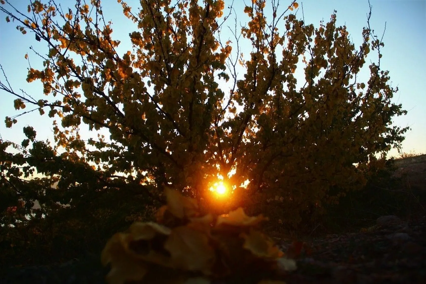 Altın yaprakların muhteşem görsel şöleni